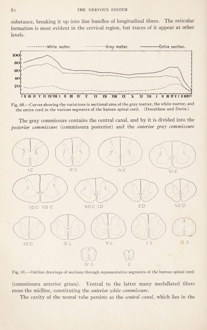 substance, breaking it up into line bundles of longitudinal libers. The reticular formation is most evident in the cervical region, but traces of it appear at other levels. -White matter. .Grey matter. -Entire secHon. Fig. 60.—Curves showing the variations in sectional area of the gray matter, the white matter, and the entire cord in the various segments of the human spinal cord. (Donaldson and Davis.) The gray commissure contains the central canal, and by it is divided into the posterior commissure (commissura posterior) and the anterior gray commissure Fig. 61.—Outline drawings of sections through representative segments of the human spinal cord. (commissura anterior grisea). Ventral to the latter many medullated libers cross the midline, constituting the anterior white commissure. The cavity of the neural tube persists as the central canal, which lies in the