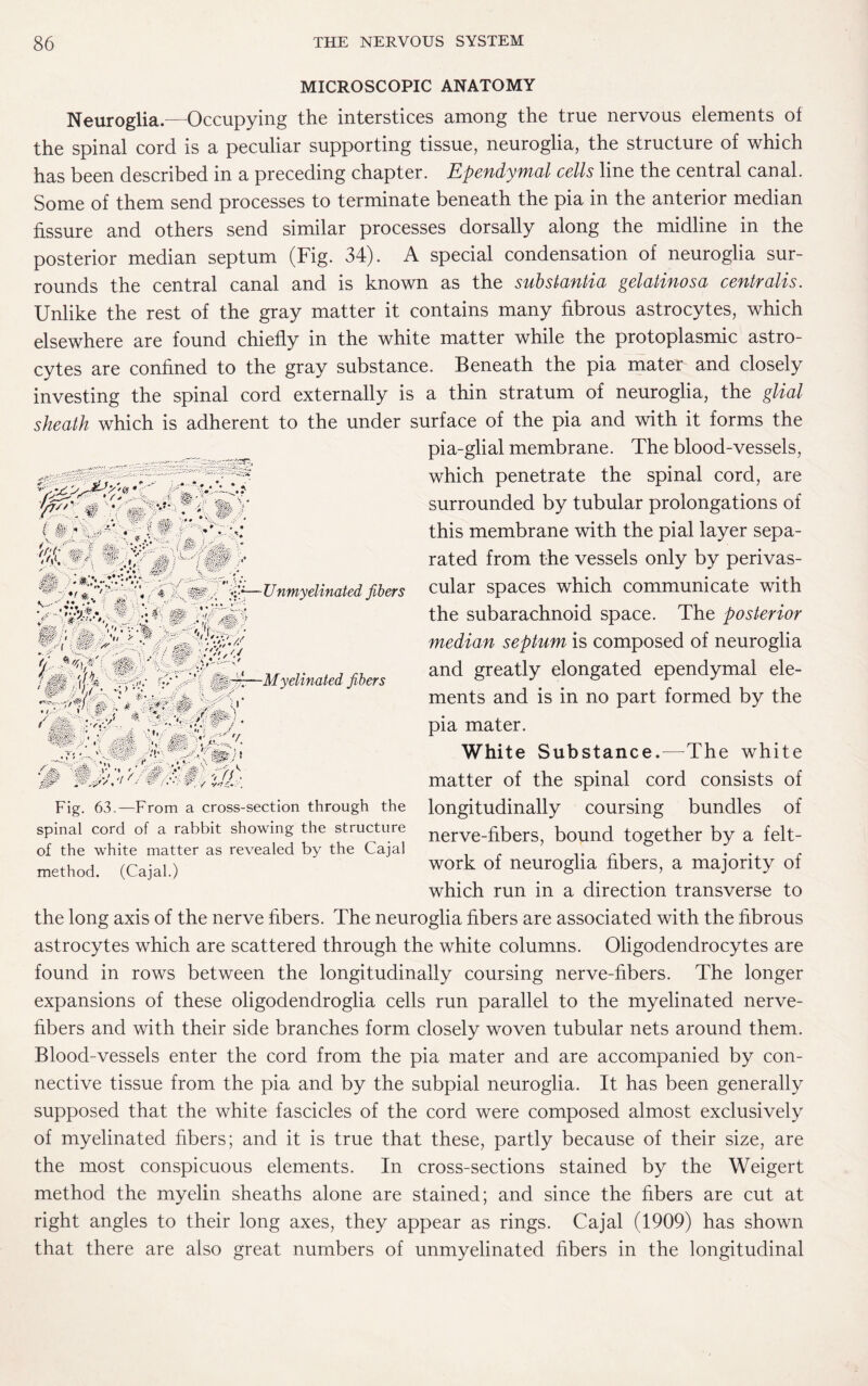 MICROSCOPIC ANATOMY Neuroglia.—Occupying the interstices among the true nervous elements of the spinal cord is a peculiar supporting tissue, neuroglia, the structure of which has been described in a preceding chapter. Ependymal cells line the central canal. Some of them send processes to terminate beneath the pia in the anterior median fissure and others send similar processes dorsally along the midline in the posterior median septum (Fig. 34). A special condensation of neuroglia sur¬ rounds the central canal and is known as the substantia gelatinosa centralis. Unlike the rest of the gray matter it contains many fibrous astrocytes, which elsewhere are found chiefly in the white matter while the protoplasmic astro¬ cytes are confined to the gray substance. Beneath the pia mater and closely investing the spinal cord externally is a thin stratum of neuroglia, the glial sheath which is adherent to the under surface of the pia and with it forms the pia-glial membrane. The blood-vessels, which penetrate the spinal cord, are surrounded by tubular prolongations of this membrane with the pial layer sepa¬ rated from the vessels only by perivas¬ cular spaces which communicate with the subarachnoid space. The posterior median septum is composed of neuroglia and greatly elongated ependymal ele¬ ments and is in no part formed by the pia mater. White Substance.—The white matter of the spinal cord consists of longitudinally coursing bundles of nerve-fibers, bound together by a felt- work of neuroglia fibers, a majority of which run in a direction transverse to the long axis of the nerve fibers. The neuroglia fibers are associated with the fibrous astrocytes which are scattered through the white columns. Oligodendrocytes are found in rows between the longitudinally coursing nerve-fibers. The longer expansions of these oligodendroglia cells run parallel to the myelinated nerve- fibers and with their side branches form closely woven tubular nets around them. Blood-vessels enter the cord from the pia mater and are accompanied by con¬ nective tissue from the pia and by the subpial neuroglia. It has been generally supposed that the white fascicles of the cord were composed almost exclusively of myelinated libers; and it is true that these, partly because of their size, are the most conspicuous elements. In cross-sections stained by the Weigert method the myelin sheaths alone are stained; and since the fibers are cut at right angles to their long axes, they appear as rings. Cajal (1909) has shown that there are also great numbers of unmyelinated fibers in the longitudinal l/TT/t ' f <§& > t ; % k* { *. , T . .V . ■?. ■ • • ■Mi *$$$ v ' «*»•., * •• • • . # » *••• «< • * I ^ : ’« 4 T W a —Unmyelinated fibers T.fAT H sE'm C ' n-v :•v # m:i '■&& ■■■ ■■■&, 'V •••/.If • ■1 • m - -v.i «£•£•<- « 'h, ... '•• •■ • ' # • .v .... .J,, . « r.-jiUVs ;■■ ■■' < 7 -Myelinated fibers 'M i f!;, V •» ' .... . :&y v f A ,-j-tc - ■, .'•(> ■ Fig. 63.—From a cross-section through the spinal cord of a rabbit showing the structure of the white matter as revealed by the Cajal method. (Cajal.)