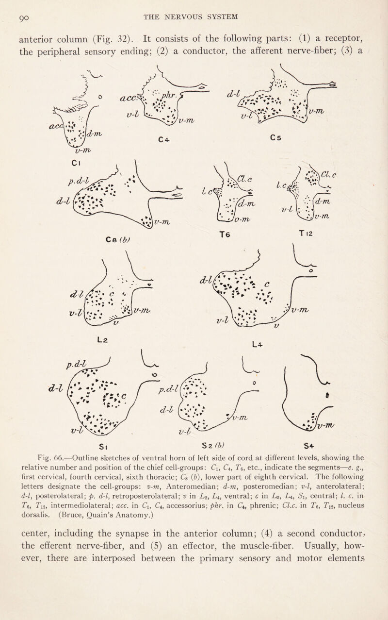 go anterior column (Fig. 32). It consists of the following parts: (1) a receptor, the peripheral sensory ending; (2) a conductor, the afferent nerve-fiber; (3) a L2 L 4 Fig. 66.—Outline sketches of ventral horn of left side of cord at different levels, showing the relative number and position of the chief cell-groups: Cx, C4, T$, etc., indicate the segments—e. g., first cervical, fourth cervical, sixth thoracic; (6), lower part of eighth cervical. The following letters designate the cell-groups: v-m, Anteromedian; d-m, posteromedian; v-l, anterolateral; d-l, posterolateral; p. d-l, retroposterolateral; v in L2, L4, ventral; c in L2, La, Si, central; l. c. in r6, Tu, intermediolateral; acc. in Ci, C4, accessorius; phr. in C4, phrenic; Cl.c. in T&, T12, nucleus dorsalis. (Bruce, Quain’s Anatomy.) center, including the synapse in the anterior column; (4) a second conductor? the efferent nerve-fiber, and (5) an effector, the muscle-fiber. Usually, how¬ ever, there are interposed between the primary sensory and motor elements