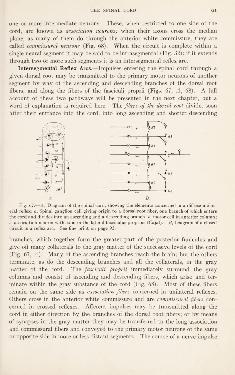 one or more intermediate neurons. These, when restricted to one side of the cord, are known as association neurons; when their axons cross the median plane, as many of them do through the anterior white commissure, they are called commissural neurons (Fig. 68). When the circuit is complete within a single neural segment it may be said to be intrasegmental (Fig. 32); if it extends through two or more such segments it is an intersegmental reflex arc. Intersegmental Reflex Arcs.—Impulses entering the spinal cord through a given dorsal root may be transmitted to the primary motor neurons of another segment by way of the ascending and descending branches of the dorsal root fibers, and along the fibers of the fasciculi proprii (Figs. 67, A, 68). A full account of these two pathways will be presented in the next chapter, but a word of explanation is required here. The fibers of the dorsal root divide, soon after their entrance into the cord, into long ascending and shorter descending Fig. 67.—A, Diagram of the spinal cord, showing the elements concerned in a diffuse unilat¬ eral reflex: a, Spinal ganglion cell giving origin to a dorsal root fiber, one branch of which enters the cord and divides into an ascending and a descending branch; b, motor cell in anterior column; c, association neuron with axon in the lateral fasciculus proprius (Cajal). B, Diagram of a closed circuit in a reflex arc. See fine print on page 92. branches, which together form the greater part of the posterior funiculus and give off many collaterals to the gray matter of the successive levels of the cord (Fig. 67, A). Many of the ascending branches reach the brain; but the others terminate, as do the descending branches and all the collaterals, in the gray matter of the cord. The fasciculi proprii immediately surround the gray columns and consist of ascending and descending fibers, which arise and ter¬ minate within the gray substance of the cord (Fig. 68). Most of these fibers remain on the same side as association fibers concerned in unilateral reflexes. Others cross in the anterior white commissure and are commissural fibers con¬ cerned in crossed reflexes. Afferent impulses may be transmitted along the cord in either direction by the branches of the dorsal root fibers; or by means of synapses in the gray matter they may be transferred to the long association and commissural fibers and conveyed to the primary motor neurons of the same or opposite side in more or less distant segments. The course of a nerve impulse