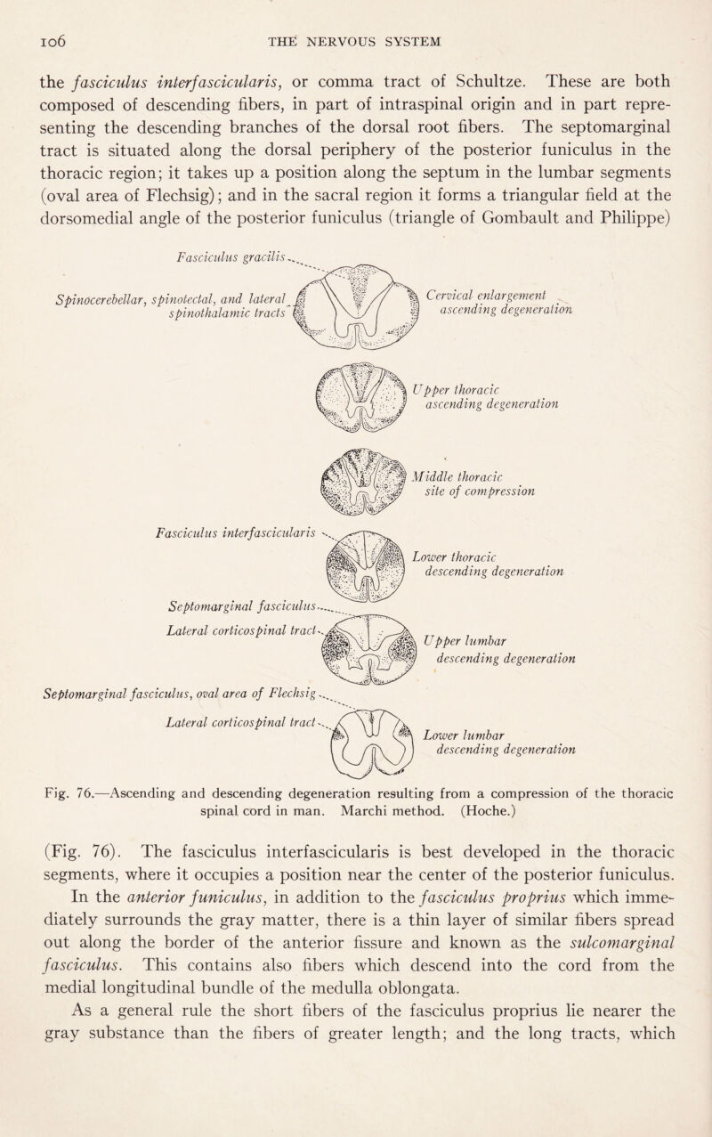 the fasciculus interfascicular is, or comma tract of Schultze. These are both composed of descending fibers, in part of intraspinal origin and in part repre¬ senting the descending branches of the dorsal root fibers. The septomarginal tract is situated along the dorsal periphery of the posterior funiculus in the thoracic region; it takes up a position along the septum in the lumbar segments (oval area of Flechsig); and in the sacral region it forms a triangular field at the dorsomedial angle of the posterior funiculus (triangle of Gombault and Philippe) Septomarginal fasciculus, oval area of Flechsig Lateral corticospinal tract ^ Lower lumbar descending degeneration Fig. 76.—Ascending and descending degeneration resulting from a compression of the thoracic spinal cord in man. Marchi method. (Hoche.) (Fig. 76). The fasciculus interfascicularis is best developed in the thoracic segments, where it occupies a position near the center of the posterior funiculus. In the anterior funiculus, in addition to the fasciculus proprius which imme¬ diately surrounds the gray matter, there is a thin layer of similar fibers spread out along the border of the anterior fissure and known as the sulcomarginal fasciculus. This contains also fibers which descend into the cord from the medial longitudinal bundle of the medulla oblongata. As a general rule the short fibers of the fasciculus proprius lie nearer the gray substance than the fibers of greater length; and the long tracts, which