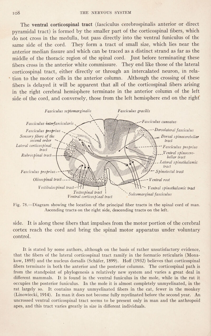 The ventral corticospinal tract (fasciculus cerebrospinalis anterior or direct pyramidal tract) is formed by the smaller part of the corticospinal fibers, which do not cross in the medulla, but pass directly into the ventral funiculus of the same side of the cord. They form a tract of small size, which lies near the anterior median fissure and which can be traced as a distinct strand as far as the middle of the thoracic region of the spinal cord. Just before terminating these fibers cross in the anterior white commissure. They end like those of the lateral corticospinal tract, either directly or through an intercalated neuron, in rela- * tion to the motor cells in the anterior column. Although the crossing of these fibers is delayed it will be apparent that all of the corticospinal fibers arising in the right cerebral hemisphere terminate in the anterior column of the left side of the cord, and conversely, those from the left hemisphere end on the right Fasciculus septomarginal is Fasciculus interfascicular is Fasciculus proprius Sensory fibers of the second order Lateral corticospinal __ tract ~ / Rubrospinal tract-—i--Sjj&wv/ 7 5 Fasciculus proprius - - Olivospinal tract- Vestibulospinal tract'' Tectospinal tract Ventral corticospinal tract Fasciculus gracilis Fasciculus cuneatus■ Dorsolateral fasciculus Dorsal spinocerebellar tract -Fasciculus proprius •jA fil Ventral spinocere¬ bellar tract .-Lateral spinothalamic Mf'y tract *&>/>/ filyr Spinotectal trad -Ventral root ' Ventral spinothalamic tract ' Sulcomarginal fasciculus Fig. 78.—Diagram showing the location of the principal fiber tracts in the spinal cord of man. Ascending tracts on the right side, descending tracts on the left. side. It is along these fibers that impulses from the motor portion of the cerebral cortex reach the cord and bring the spinal motor apparatus under voluntary control. It is stated by some authors, although on the basis of rather unsatisfactory evidence, that the fibers of the lateral corticospinal tract ramify in the formatio reticularis (Mona- kow, 1895) and the nucleus dorsalis (Schafer, 1899). Hoff (1932) believes that corticospinal fibers terminate in both the anterior and the posterior columns. The corticospinal path is from the standpoint of phylogenesis a relatively new system and varies a great deal in different mammals. It is found in the ventral funiculus in the mole, while in the rat it occupies the posterior funiculus. In the mole it is almost completely unmyelinated, in the rat largely so. It contains many unmyelinated fibers in the cat, fewer in the monkey (Linowiecki, 1914). In man it does not become fully myelinated before the second year. An uncrossed ventral corticospinal tract seems to be present only in man and the anthropoid apes, and this tract varies greatly in size in different individuals.