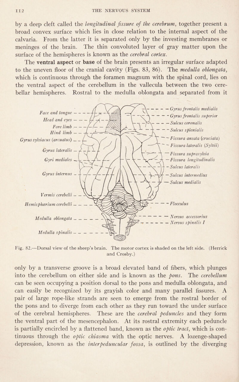 by a deep cleft called the longitudinal fissure of the cerebrum, together present a broad convex surface which lies in close relation to the internal aspect of the calvaria. From the latter it is separated only by the investing membranes or meninges of the brain. The thin convoluted layer of gray matter upon the surface of the hemispheres is known as the cerebral cortex. The ventral aspect or base of the brain presents an irregular surface adapted to the uneven floor of the cranial cavity (Figs. 83, 86). The medulla oblongata, which is continuous through the foramen magnum with the spinal cord, lies on the ventral aspect of the cerebellum in the vallecula between the two cere¬ bellar hemispheres. Rostral to the medulla oblongata and separated from it Gyr us frontalis medialis Gyrus frontalis superior Sulcus coronalis Sulcus splenialis Fissura ansata (crucial a) Fissura lateralis (Sylvii) Fissura suprasylvia Fissura longitudinalls Sulcus lateralis Sulcus intermedins Sulcus medialis Vermis cerebelli Hemisphcerium cerebelli Nervus accessorius Nervus spinalis I Fig. 82.—Dorsal view of the sheep’s brain. The motor cortex is shaded on the left side. (Herrick and Crosby.) only by a transverse groove is a broad elevated band of fibers, which plunges into the cerebellum on either side and is known as the pons. The cerebellum can be seen occupying a position dorsal to the pons and medulla oblongata, and can easily be recognized by its grayish color and many parallel fissures. A pair of large rope-like strands are seen to emerge from the rostral border of the pons and to diverge from each other as they run toward the under surface of the cerebral hemispheres. These are the cerebral peduncles and they form the ventral part of the mesencephalon. At its rostral extremity each peduncle is partially encircled by a flattened band, known as the optic tract, which is con¬ tinuous through the optic chiasma with the optic nerves. A lozenge-shaped depression, known as the interpeduncular fossa, is outlined by the diverging Medulla oblongata Medulla spinalis Flocculus Face and tongue Head and eyes Fore limb Hind limb Gyrus sylviacus (arcuatus) Gyrus lateralis Gyri mediates Gyrus internus -