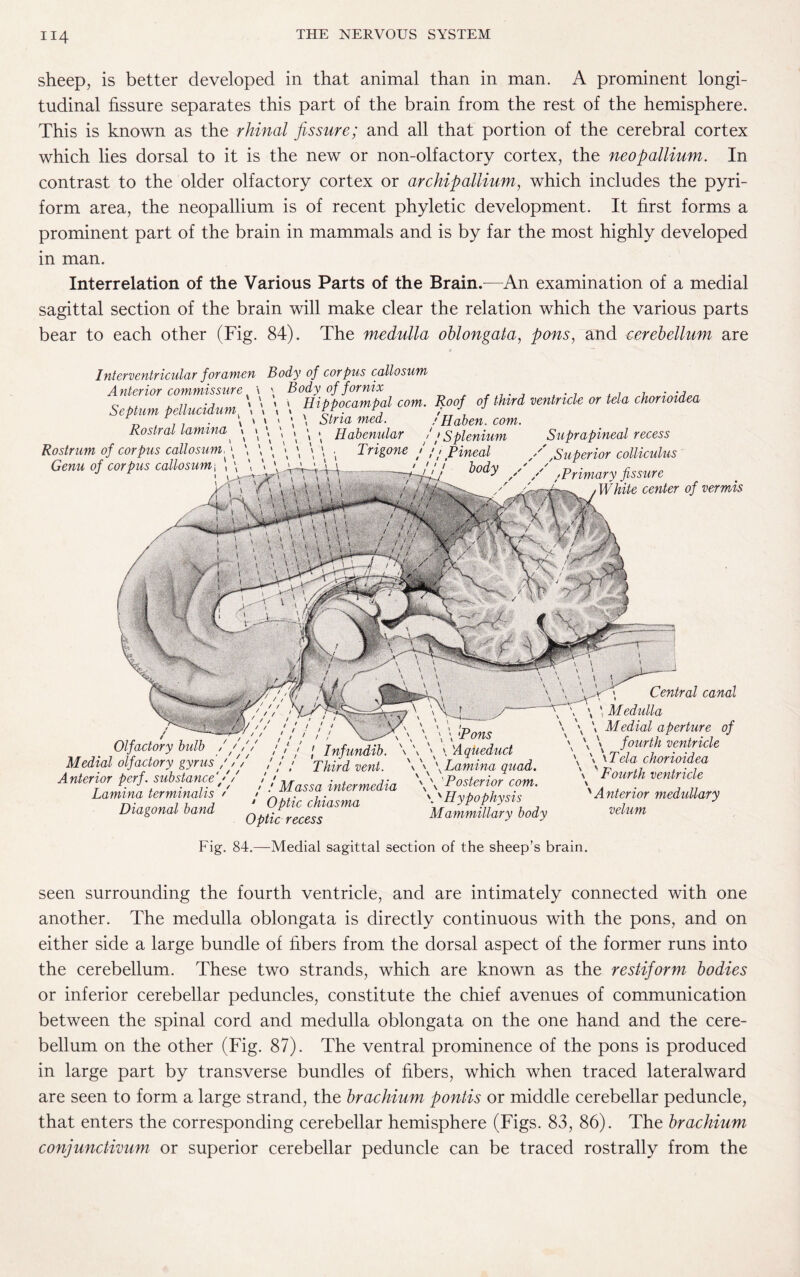 sheep, is better developed in that animal than in man. A prominent longi¬ tudinal fissure separates this part of the brain from the rest of the hemisphere. This is known as the rhinal fissure; and all that portion of the cerebral cortex which lies dorsal to it is the new or non-olfactory cortex, the neopallium. In contrast to the older olfactory cortex or archipallium, which includes the pyri¬ form area, the neopallium is of recent phyletic development. It first forms a prominent part of the brain in mammals and is by far the most highly developed in man. Interrelation of the Various Parts of the Brain.—An examination of a medial sagittal section of the brain will make clear the relation which the various parts bear to each other (Fig. 84). The medulla oblongata, pons, and cerebellum are Interventricular foramen Body of corpus callosum Anterior commissure Septum pellucidum Rostral lamina Rostrum of corpus callosum, Genu of corpus callosum ; \ Body of fornix . 1 Hippocampal com. Roof of third ventricle or tela chorioidea \ ' \ ' \ ' Stria med. • Habenular \ • T ■ ' Haben. com. / Splenium '1 Pineal Suprapineal recess ,Superior colliculus Primary fissure White center of vermis ‘Pons Olfactory bulb / Medial olfactory gyrus , Anterior perf. substance // Lamina terminal is t Diagonal band ' / / / / / / / \ Infundib. \ \ \ \ Aqueduct ! ! / Third vent. \ \ \ Lamina quad. ! Massa intermedia \ \ Posterior com. Optic chiasma \NHypophysis Optic recess Mammillary body Central canal \ Medulla \ \ Medial aperture of v \ \ fourth ventricle \ \ \Tela chorioidea \ Fourth ventricle \ ' Anterior medullary velum Fig. 84.—Medial sagittal section of the sheep’s brain. seen surrounding the fourth ventricle, and are intimately connected with one another. The medulla oblongata is directly continuous with the pons, and on either side a large bundle of fibers from the dorsal aspect of the former runs into the cerebellum. These two strands, which are known as the restiform bodies or inferior cerebellar peduncles, constitute the chief avenues of communication between the spinal cord and medulla oblongata on the one hand and the cere¬ bellum on the other (Fig. 87). The ventral prominence of the pons is produced in large part by transverse bundles of fibers, which when traced lateralward are seen to form a large strand, the brachium pontis or middle cerebellar peduncle, that enters the corresponding cerebellar hemisphere (Figs. 83, 86). The brachium conjunctivum or superior cerebellar peduncle can be traced rostrally from the