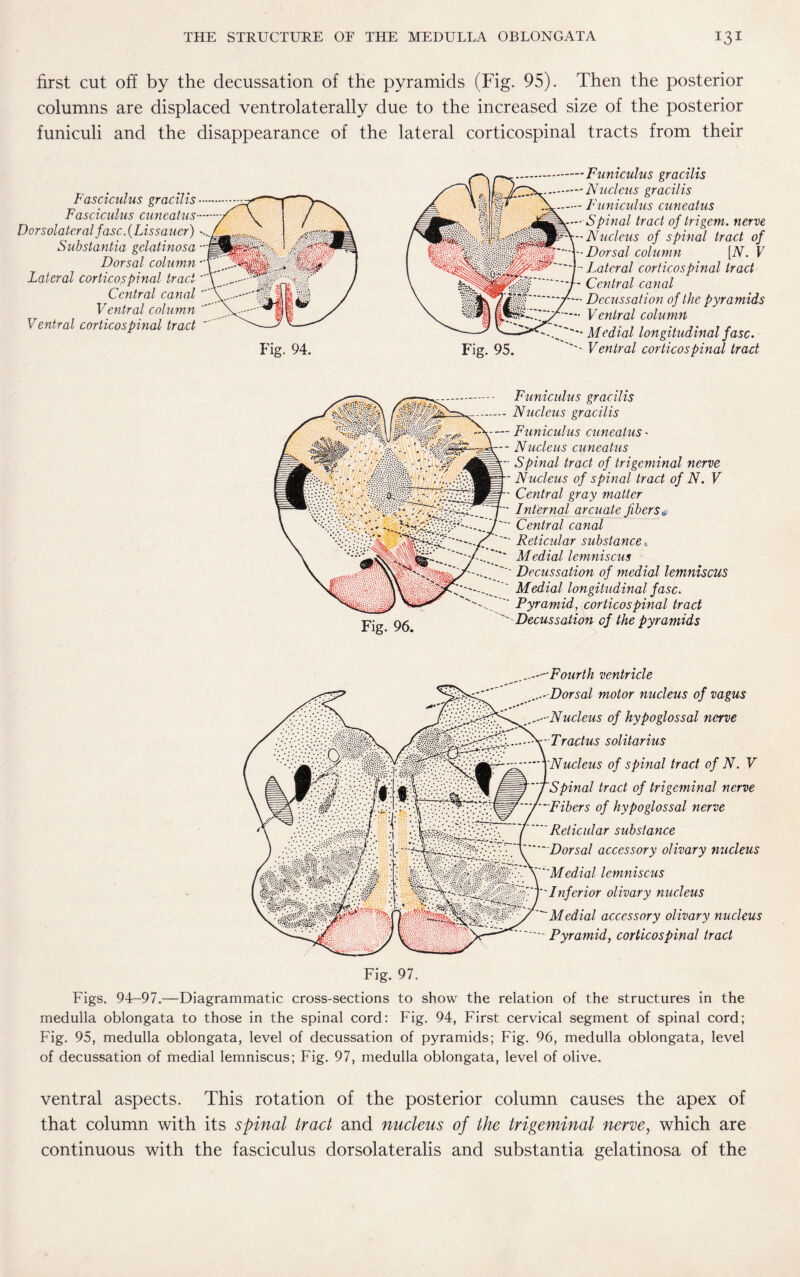 first cut ofi by the decussation of the pyramids (Fig. 95). Then the posterior columns are displaced ventrolaterally due to the increased size of the posterior funiculi and the disappearance of the lateral corticospinal tracts from their Fasciculus gracilis Fasciculus cuneatus Dorsolateral fasc. (Lissauer) Substantia gelatinosa Dorsal column Lateral corticospinal tract Central canal Ventral column Ventral corticospinal tract Fig. 94. Funiculus gracilis Nucleus gracilis Funiculus cuneatus Spinal tract of trigem. nerve Nucleus of spinal tract of Dorsal column [iV. V Lateral corticospinal tract Central canal Decussation of the pyramids Ventral column Medial longitudinal fasc. Ventral corticospinal tract Fig. 96. Funiculus gracilis - Nucleus gracilis — Funiculus cuneatus - -- Nucleus cuneatus Spinal tract of trigeminal nerve Nucleus of spinal tract of N. V Central gray matter Internal arcuate fibers w Central canal Reticular substance <,  Medial lemniscus Decussation of medial lemniscus Medial longitudinal fasc. Pyramid, corticospinal tract  Decussation cf the pyramids ....—Fourth ventricle ...- Dorsal motor nucleus of vagus Nucleus of hypoglossal nerve Tractus solitarius Nucleus of spinal tract of N. V Spinal tract of trigeminal nerve * Fibers of hypoglossal nerve Reticular substance Dorsal accessory olivary nucleus Medial lemniscus ''Inferior olivary nucleus Medial accessory olivary nucleus ~ Pyramid, corticospinal tract Fig. 97. Figs. 94-97.—Diagrammatic cross-sections to show the relation of the structures in the medulla oblongata to those in the spinal cord: Fig. 94, First cervical segment of spinal cord; Fig. 95, medulla oblongata, level of decussation of pyramids; Fig. 96, medulla oblongata, level of decussation of medial lemniscus; Fig. 97, medulla oblongata, level of olive. ventral aspects. This rotation of the posterior column causes the apex of that column with its spinal tract and nucleus of the trigeminal nerve, which are continuous with the fasciculus dorsolateralis and substantia gelatinosa of the