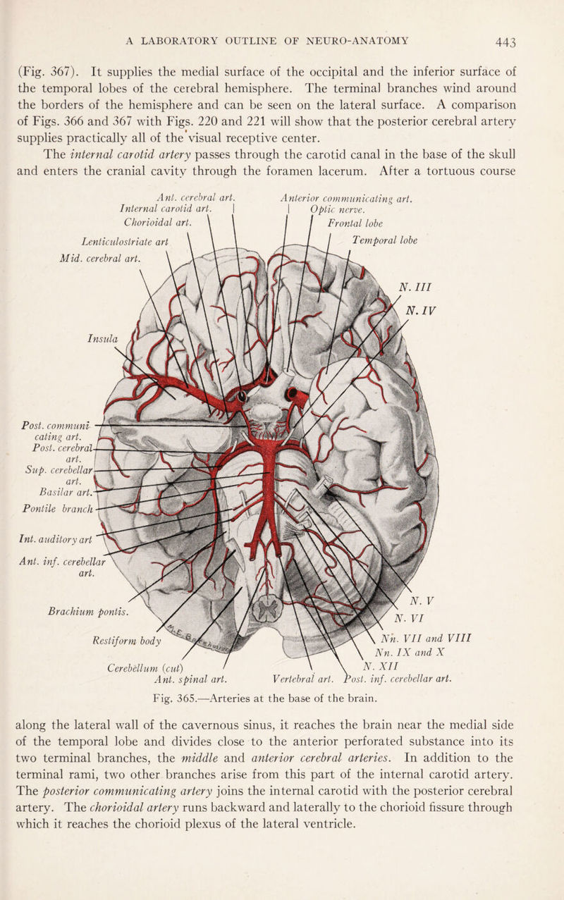 (Fig. 367). It supplies the medial surface of the occipital and the inferior surface of the temporal lobes of the cerebral hemisphere. The terminal branches wind around the borders of the hemisphere and can be seen on the lateral surface. A comparison of Figs. 366 and 367 with Figs. 220 and 221 will show that the posterior cerebral artery supplies practically all of the visual receptive center. The internal carotid artery passes through the carotid canal in the base of the skull and enters the cranial cavity through the foramen lacerum. After a tortuous course N. Ill N.IV Int. auditory art Ant. inf. cerebellar art. Brachium pontis Rest if arm body Cerebellum (cut) Ant. spinal art. N. V N. VI ertebral art. Nn. VII and VIII ATn. IX and X N. XII Post. inf. cerebellar art. Anterior communicating art. Optic nerve. Frontal lobe Temporal lobe Insula Post, communi eating art. Post, cerebral art. Sup. cerebellar art. Basilar art. Pontile branch Ant. cerebral art. Internal carotid art. Chorioidal art. Lentic-ulostriate art Mid. cerebral art. Fig. 365.—Arteries at the base of the brain. along the lateral wall of the cavernous sinus, it reaches the brain near the medial side of the temporal lobe and divides close to the anterior perforated substance into its two terminal branches, the middle and anterior cerebral arteries. In addition to the terminal rami, two other branches arise from this part of the internal carotid artery. The posterior communicating artery joins the internal carotid with the posterior cerebral artery. The chorioidal artery runs backward and laterally to the chorioid fissure through which it reaches the chorioid plexus of the lateral ventricle.