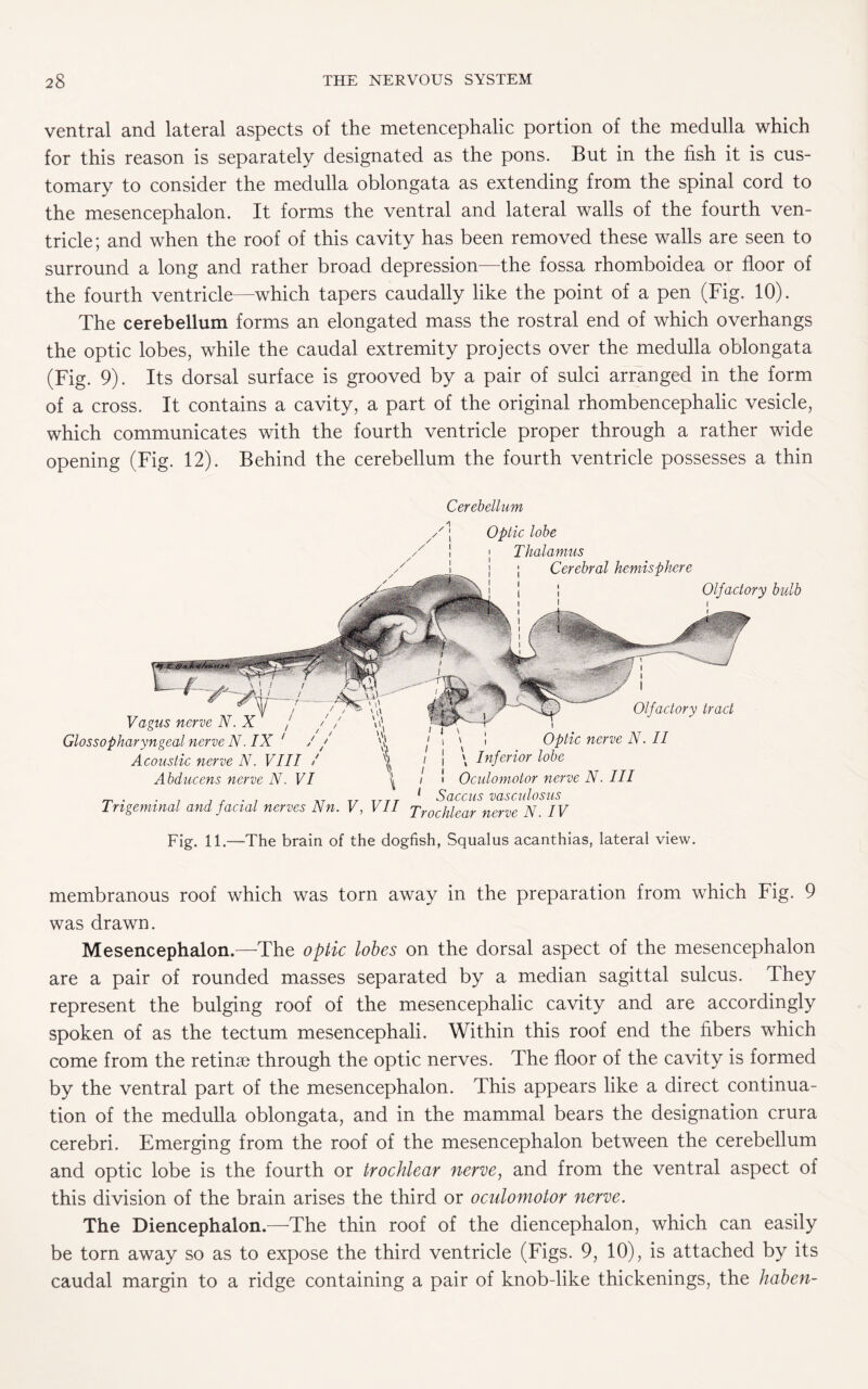 ventral and lateral aspects of the metencephalic portion of the medulla which for this reason is separately designated as the pons. But in the fish it is cus¬ tomary to consider the medulla oblongata as extending from the spinal cord to the mesencephalon. It forms the ventral and lateral walls of the fourth ven¬ tricle ; and when the roof of this cavity has been removed these walls are seen to surround a long and rather broad depression—the fossa rhomboidea or floor of the fourth ventricle—which tapers caudally like the point of a pen (Fig. 10). The cerebellum forms an elongated mass the rostral end of which overhangs the optic lobes, while the caudal extremity projects over the medulla oblongata (Fig. 9). Its dorsal surface is grooved by a pair of sulci arranged in the form of a cross. It contains a cavity, a part of the original rhombencephalic vesicle, which communicates with the fourth ventricle proper through a rather wide opening (Fig. 12). Behind the cerebellum the fourth ventricle possesses a thin Cerebellum Vagus nerve N. X Glossopharyngeal nerve N. IX ' J Acoustic nerve N. VIII / Abducens nerve N. VI Optic lobe Thalamus Cerebral hemisphere Olfactory Olfactory tract Optic nerve N. II \ Inferior lobe Oculomotor nerve N. Ill Saccus vasculosus Trigeminal and facial nerves Nn. V, VII Trochlear nerve N. IV bulb Fig. 11.—The brain of the dogfish, Squalus acanthias, lateral view. membranous roof which was torn away in the preparation from which Fig. 9 was drawn. Mesencephalon.—The optic lobes on the dorsal aspect of the mesencephalon are a pair of rounded masses separated by a median sagittal sulcus. They represent the bulging roof of the mesencephalic cavity and are accordingly spoken of as the tectum mesencephali. Within this roof end the fibers which come from the retinae through the optic nerves. The floor of the cavity is formed by the ventral part of the mesencephalon. This appears like a direct continua¬ tion of the medulla oblongata, and in the mammal bears the designation crura cerebri. Emerging from the roof of the mesencephalon between the cerebellum and optic lobe is the fourth or trochlear nerve, and from the ventral aspect of this division of the brain arises the third or oculomotor nerve. The Diencephalon.—The thin roof of the diencephalon, which can easily be torn away so as to expose the third ventricle (Figs. 9, 10), is attached by its caudal margin to a ridge containing a pair of knob-like thickenings, the haben-