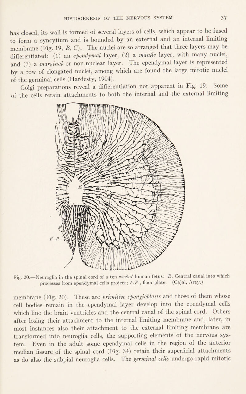 has closed, its wall is formed of several layers of cells, which appear to be fused to form a syncytium and is bounded by an external and an internal limiting membrane (Fig. 19, B, C). The nuclei are so arranged that three layers may be differentiated: (1) an ependymal layer, (2) a mantle layer, with many nuclei, and (3) a marginal or non-nuclear layer. The ependymal layer is represented by a row of elongated nuclei, among which are found the large mitotic nuclei of the germinal cells (Hardesty, 1904). Golgi preparations reveal a differentiation not apparent in Fig. 19. Some of the cells retain attachments to both the internal and the external limiting Fig. 20.—Neuroglia in the spinal cord of a ten weeks’ human fetus: E, Central canal into which processes from ependymal cells project; F.P., floor plate. (Cajal, Arey.) membrane (Fig. 20). These are primitive spongioblasts and those of them whose cell bodies remain in the ependymal layer develop into the ependymal cells which line the brain ventricles and the central canal of the spinal cord. Others after losing their attachment to the internal limiting membrane and, later, in most instances also their attachment to the external limiting membrane are transformed into neuroglia cells, the supporting elements of the nervous sys¬ tem. Even in the adult some ependymal cells in the region of the anterior median fissure of the spinal cord (Fig. 34) retain their superficial attachments as do also the subpial neuroglia cells. The germinal cells undergo rapid mitotic