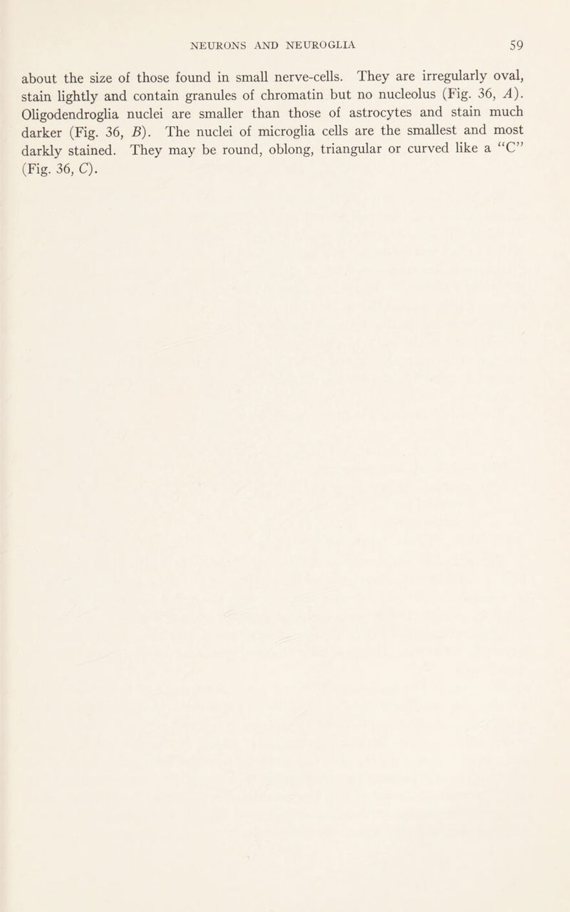 about the size of those found in small nerve-cells. They are irregularly oval, stain lightly and contain granules of chromatin but no nucleolus (Fig. 36, A). Oligodendroglia nuclei are smaller than those of astrocytes and stain much darker (Fig. 36, B). The nuclei of microglia cells are the smallest and most darkly stained. They may be round, oblong, triangular or curved like a UC,} (Fig. 36, C).