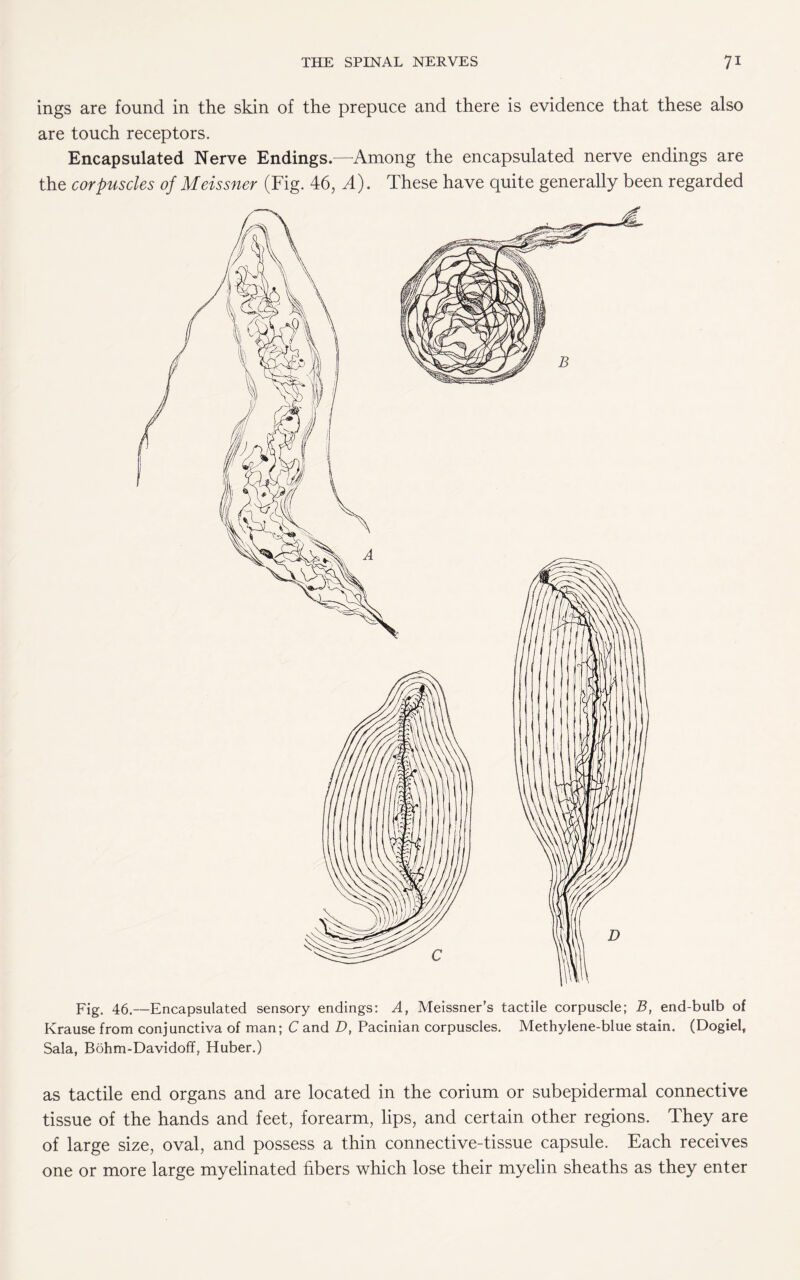 ings are found in the skin of the prepuce and there is evidence that these also are touch receptors. Encapsulated Nerve Endings.—Among the encapsulated nerve endings are the corpuscles of Meissner (Fig. 46, A). These have quite generally been regarded Fig. 46.—Encapsulated sensory endings: A, Meissner’s tactile corpuscle; B, end-bulb of Krause from conjunctiva of man; C and D, Pacinian corpuscles. Methylene-blue stain. (Dogiels Sala, Bohm-Davidoff, Huber.) as tactile end organs and are located in the corium or subepidermal connective tissue of the hands and feet, forearm, lips, and certain other regions. They are of large size, oval, and possess a thin connective-tissue capsule. Each receives one or more large myelinated fibers which lose their myelin sheaths as they enter