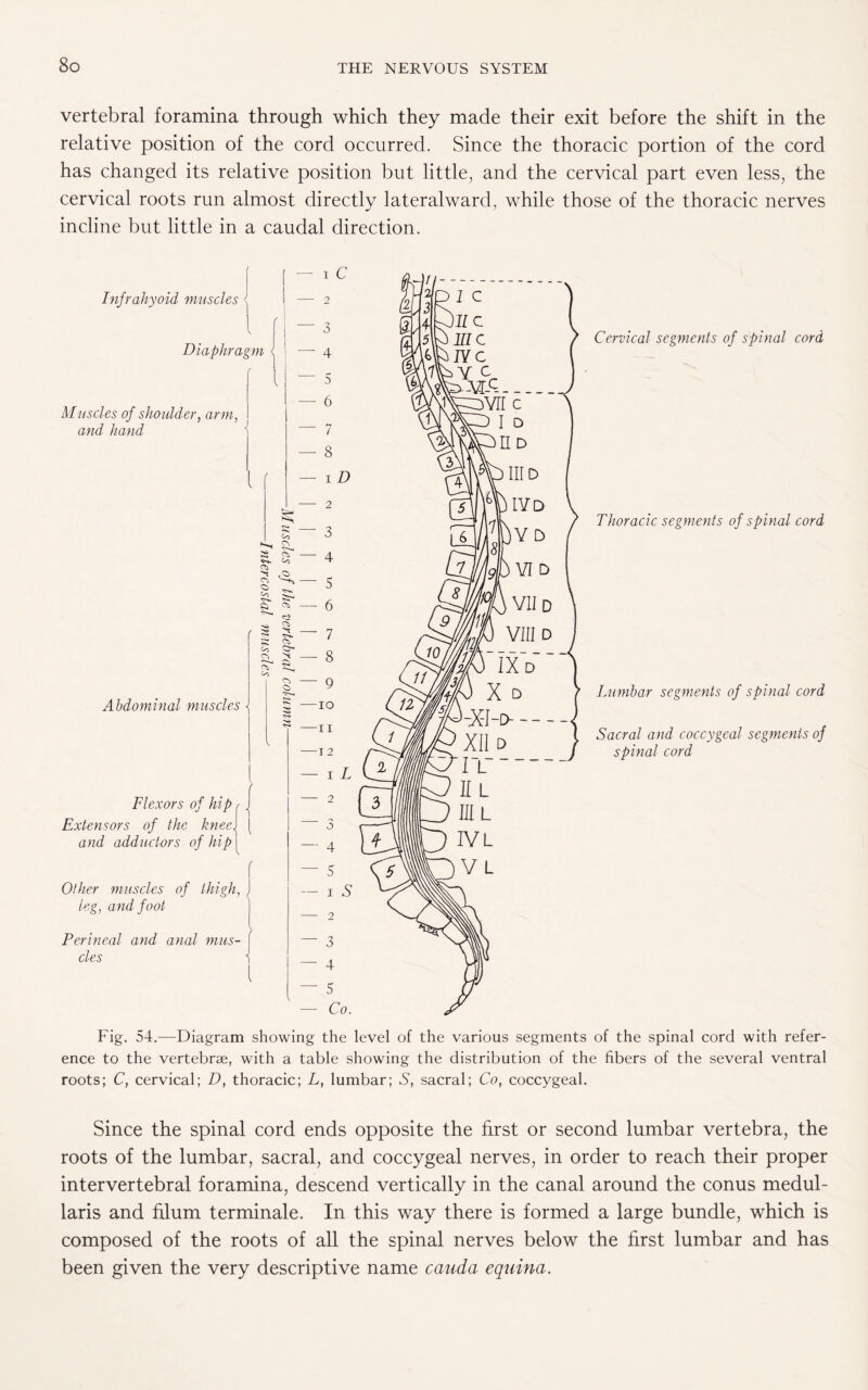 vertebral foramina through which they made their exit before the shift in the relative position of the cord occurred. Since the thoracic portion of the cord has changed its relative position but little, and the cervical part even less, the cervical roots run almost directly lateralward, while those of the thoracic nerves incline but little in a caudal direction. Cervical segments of spinal cord Thoracic segments of spinal cord Lumbar segments of spinal cord Sacral and coccygeal segments of spinal cord Fig. 54.—Diagram showing the level of the various segments of the spinal cord with refer¬ ence to the vertebrae, with a table showing the distribution of the fibers of the several ventral roots; C, cervical; D, thoracic; L, lumbar; S, sacral; Co, coccygeal. Since the spinal cord ends opposite the first or second lumbar vertebra, the roots of the lumbar, sacral, and coccygeal nerves, in order to reach their proper intervertebral foramina, descend vertically in the canal around the conus medul- laris and hlum terminale. In this way there is formed a large bundle, which is composed of the roots of all the spinal nerves below the first lumbar and has been given the very descriptive name cauda equina.