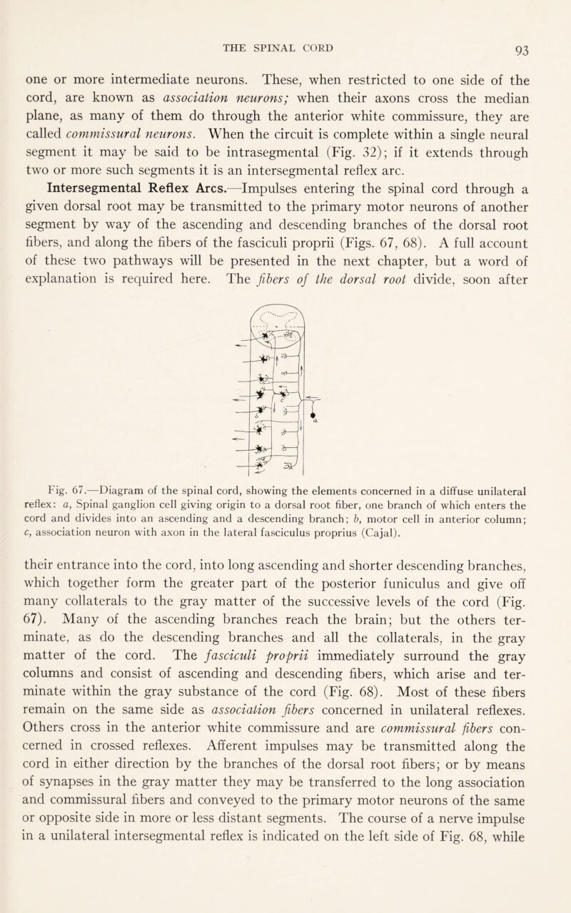 one or more intermediate neurons. These, when restricted to one side of the cord, are known as association neurons; when their axons cross the median plane, as many of them do through the anterior white commissure, they are called commissural neurons. When the circuit is complete within a single neural segment it may be said to be intrasegmental (Fig. 32); if it extends through two or more such segments it is an intersegmental reflex arc. Intersegments! Reflex Arcs.—Impulses entering the spinal cord through a given dorsal root may be transmitted to the primary motor neurons of another segment by way of the ascending and descending branches of the dorsal root libers, and along the fibers of the fasciculi proprii (Figs. 67, 68). A full account of these two pathways will be presented in the next chapter, but a word of explanation is required here. The fibers of the dorsal root divide, soon after Fig. 67.—Diagram of the spinal cord, showing the elements concerned in a diffuse unilateral reflex: a, Spinal ganglion cell giving origin to a dorsal root fiber, one branch of which enters the cord and divides into an ascending and a descending branch; b, motor cell in anterior column; c, association neuron with axon in the lateral fasciculus proprius (Cajal). their entrance into the cord, into long ascending and shorter descending branches, which together form the greater part of the posterior funiculus and give off many collaterals to the gray matter of the successive levels of the cord (Fig. 67). Many of the ascending branches reach the brain; but the others ter¬ minate, as do the descending branches and all the collaterals, in the gray matter of the cord. The fasciculi proprii immediately surround the gray columns and consist of ascending and descending fibers, which arise and ter¬ minate within the gray substance of the cord (Fig. 68). Most of these fibers remain on the same side as association fibers concerned in unilateral reflexes. Others cross in the anterior white commissure and are commissural fibers con¬ cerned in crossed reflexes. Afferent impulses may be transmitted along the cord in either direction by the branches of the dorsal root fibers; or by means of synapses in the gray matter they may be transferred to the long association and commissural fibers and conveyed to the primary motor neurons of the same or opposite side in more or less distant segments. The course of a nerve impulse in a unilateral intersegmental reflex is indicated on the left side of Fig. 68, while