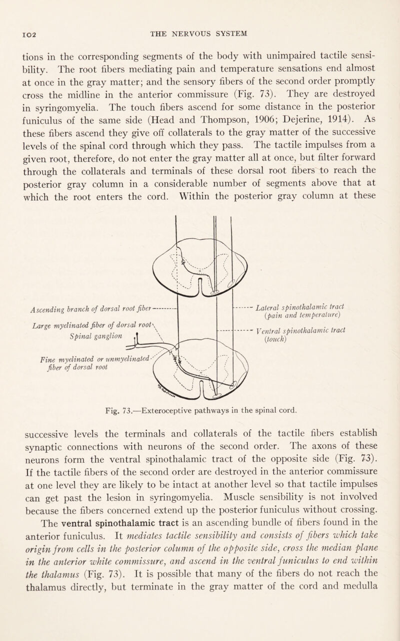 tions in the corresponding segments of the body with unimpaired tactile sensi¬ bility. The root fibers mediating pain and temperature sensations end almost at once in the gray matter; and the sensory fibers of the second order promptly cross the midline in the anterior commissure (Fig. 73). They are destroyed in syringomyelia. The touch fibers ascend for some distance in the posterior funiculus of the same side (Head and Thompson, 1906; Dejerine, 1914). As these fibers ascend they give off collaterals to the gray matter of the successive levels of the spinal cord through which they pass. The tactile impulses from a given root, therefore, do not enter the gray matter all at once, but filter forward through the collaterals and terminals of these dorsal root fibers to reach the posterior gray column in a considerable number of segments above that at which the root enters the cord. Within the posterior gray column at these - Lateral spinothalamic tract (pain and temperature) *' Ventral spinothalamic tract (touch) Fig. 73.—Exteroceptive pathways in the spinal cord. successive levels the terminals and collaterals of the tactile fibers establish synaptic connections with neurons of the second order. The axons of these neurons form the ventral spinothalamic tract of the opposite side (Fig. 73). If the tactile fibers of the second order are destroyed in the anterior commissure at one level they are likely to be intact at another level so that tactile impulses can get past the lesion in syringomyelia. Muscle sensibility is not involved because the fibers concerned extend up the posterior funiculus without crossing. The ventral spinothalamic tract is an ascending bundle of fibers found in the anterior funiculus. It mediates tactile sensibility and consists of fibers which take origin from cells in the posterior column of the opposite side, cross the median plane in the anterior white commissure, and ascend in the ventral funiculus to end within the thalamus (Fig. 73). It is possible that many of the fibers do not reach the thalamus directly, but terminate in the gray matter of the cord and medulla