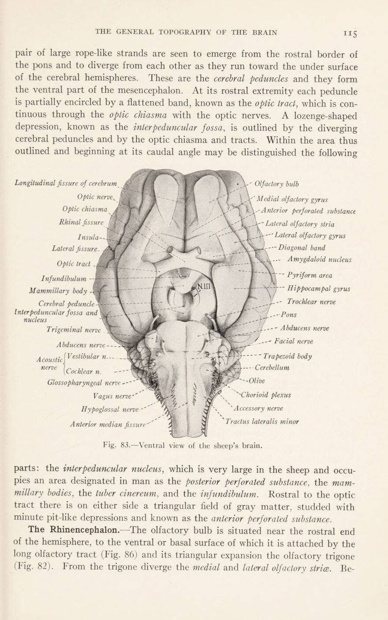 THE GENERAL TOPOGRAPHY OF THE BRAIN JI5 pair of large rope-like strands are seen to emerge from the rostral border of the pons and to diverge from each other as they run toward the under surface of the cerebral hemispheres. These are the cerebral peduncles and they form the ventral part of the mesencephalon. At its rostral extremity each peduncle is partially encircled by a flattened band, known as the optic tract, which is con¬ tinuous through the optic chiasma with the optic nerves. A lozenge-shaped depression, known as the interpeduncular fossa, is outlined by the diverging cerebral peduncles and by the optic chiasma and tracts. Within the area thus outlined and beginning at its caudal angle may be distinguished the following Longitudinal fissure of cerebrum Optic nerve v Optic chiasma Rhinal fissure Insula- Lateral fissure Optic tract _ Infundibulum - Mammillary body Cerebral peduncle Interpeduncular fossa and nucleus Trigeminal nerve A coustic nerve A bducens nerve — Vestibular n.-~ _ [Cochlear n. Glossopharyngeal nerve-- Vagus nerve Hypoglossal nerve-'' Anterior median fissure'' Olfactory bulb Medial olfactory gyrus Anterior perforated substance ' Lateral olfactory stria -Lateral olfactory gyrus -■-Diagonal band Amygdaloid nucleus  Pyriform area Hippocampal gyrus - Trochlear nerve Pons Abducens nerve Facial nerve -Trapezoid body -Cerebellum ''Olive 'Chorioid plexus \ \ 'Accessory nerve ' Tractus lateralis minor Fig. 83.—Ventral view of the sheep’s brain. parts: the interpeduncular nucleus, which is very large in the sheep and occu¬ pies an area designated in man as the posterior perforated substance, the mam¬ millary bodies, the tuber cinereum, and the infundibulum. Rostral to the optic tract there is on either side a triangular field of gray matter, studded with minute pit-like depressions and known as the anterior perforated substance. The Rhinencephalon.—The olfactory bulb is situated near the rostral end of the hemisphere, to the ventral or basal surface of which it is attached by the long olfactory tract (Fig. 86) and its triangular expansion the olfactory trigone (Fig. 82). From the trigone diverge the medial and lateral olfactory strice. Be-