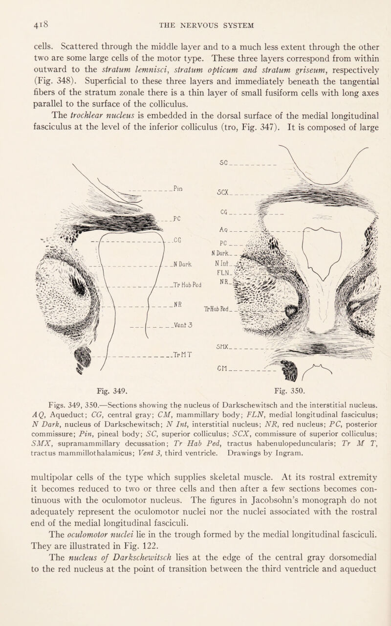 cells. Scattered through the middle layer and to a much less extent through the other two are some large cells of the motor type. These three layers correspond from within outward to the stratum lemnisci, stratum opticum and stratum griseum, respectively (Fig. 348). Superficial to these three layers and immediately beneath the tangential fibers of the stratum zonale there is a thin layer of small fusiform cells with long axes parallel to the surface of the colliculus. The trochlear nucleus is embedded in the dorsal surface of the medial longitudinal fasciculus at the level of the inferior colliculus (tro, Fig. 347). It is composed of large Fig. 349. Fig. 350. Figs. 349, 350.—Sections showing the nucleus of Darkschewitsch and the interstitial nucleus. A Q, Aqueduct; CG, central gray; CM, mammillary body; FLN, medial longitudinal fasciculus; N Dark, nucleus of Darkschewitsch; N Int, interstitial nucleus; NR, red nucleus; PC, posterior commissure; Pin, pineal body; SC, superior colliculus; SCX, commissure of superior colliculus; SMX, supramammillary decussation; Tr Hab Ped, tractus habenulopeduncularis; Tr M T, tractus mammillothalamicus; Vent 3, third ventricle. Drawings by Ingram. multipolar cells of the type which supplies skeletal muscle. At its rostral extremity it becomes reduced to two or three cells and then after a few sections becomes con¬ tinuous with the oculomotor nucleus. The figures in Jacobsohn’s monograph do not adequately represent the oculomotor nuclei nor the nuclei associated with the rostral end of the medial longitudinal fasciculi. The oculomotor nuclei lie in the trough formed by the medial longitudinal fasciculi. They are illustrated in Fig. 122. The nucleus of Darkschewitsch lies at the edge of the central gray dorsomedial to the red nucleus at the point of transition between the third ventricle and aqueduct