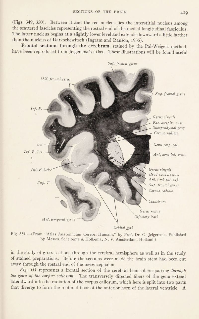 (Figs. 349, 350). Between it and the red nucleus lies the interstitial nucleus among the scattered fascicles representing the rostral end of the medial longitudinal fasciculus. The latter nucleus begins at a slightly lower level and extends downward a little farther than the nucleus of Darkschewitsch (Ingram and Ranson, 1935). Frontal sections through the cerebrum, stained by the Pal-Weigert method, have been reproduced from Jelgersma’s atlas. These illustrations will be found useful Sup. frontal gyrus Sup. frontal gyms Gyrus cinguli Fas. occipito. sup. Subependymal gray Corona radiata Genu corp. cal. Ant. horn lat. vent. Mid. frontal gyrus Gyrus cinguli Head caudate nuc. Ant. limb int. cap. Sup. frontal gyrus Corona radiata Claustrum Gyrus rectus Olfactory tract Lat. Inf. F. Tri. 0 3 Inf. F. Orb. Sup. T. Mid. temporal gyrus Orbital gyri Fig. 351.—(From “Atlas Anatomicum Cerebri Humani,” by Prof. Dr. G. Jelgersma, Published by Messrs. Scheltema & Holkema; N. V. Amsterdam, Holland.) in the study of gross sections through the cerebral hemisphere as well as in the study of stained preparations. Before the sections were made the brain stem had been cut away through the rostral end of the mesencephalon. Fig. 351 represents a frontal section of the cerebral hemisphere passing through the genu of the corpus callosum. The transversely directed fibers of the genu extend lateralward into the radiation of the corpus callosum, which here is split into two parts that diverge to form the roof and floor of the anterior horn of the lateral ventricle. A