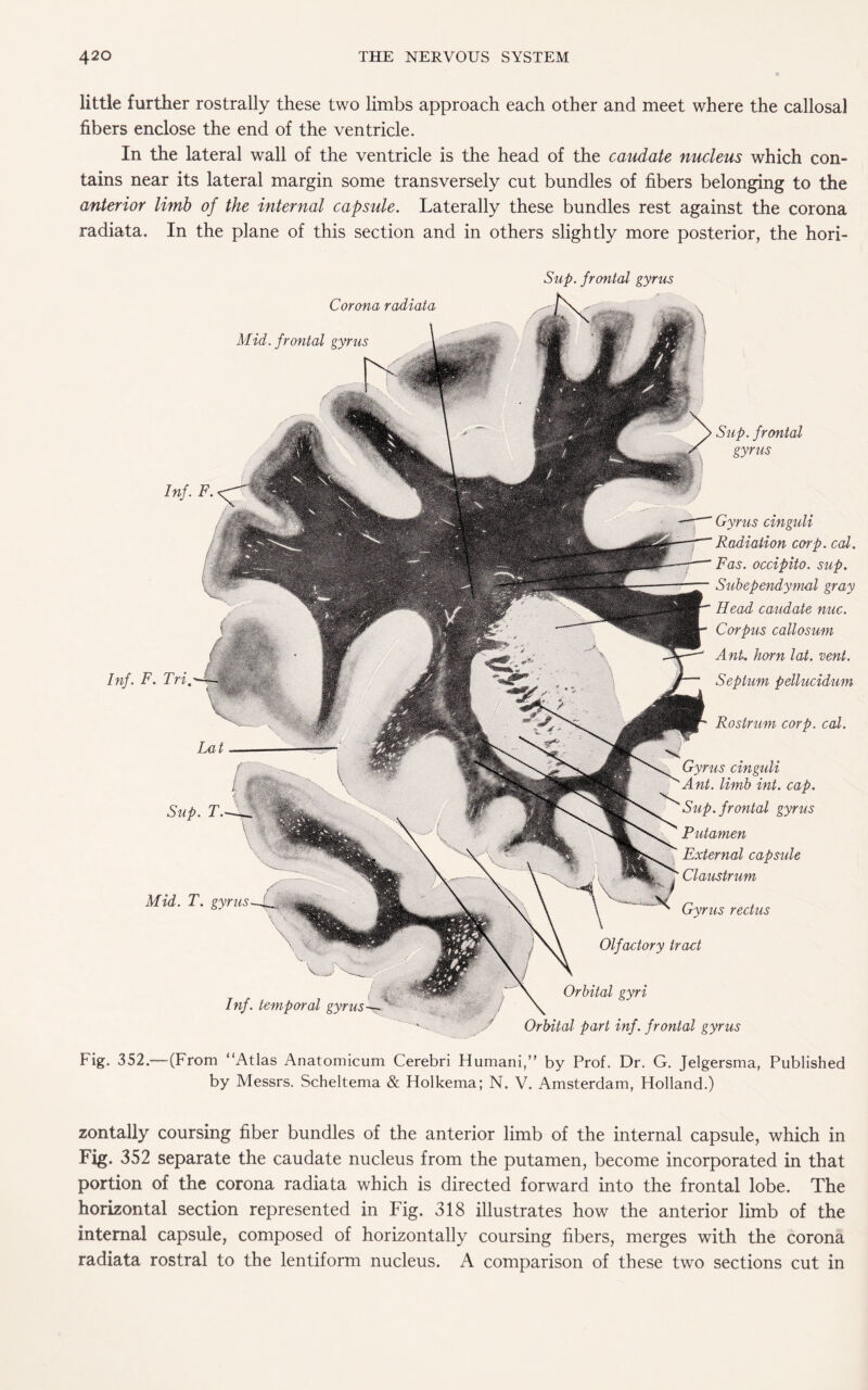 little further rostrally these two limbs approach each other and meet where the callosal fibers enclose the end of the ventricle. In the lateral wall of the ventricle is the head of the caudate nucleus which con¬ tains near its lateral margin some transversely cut bundles of fibers belonging to the anterior limb of the internal capsule. Laterally these bundles rest against the corona radiata. In the plane of this section and in others slightly more posterior, the hori- Sup. frontal gyrus Corona radiata Mid. frontal gyrus Sup. frontal gyrus Inf. temporal gyrus Orbital gyri Orbital part inf. frontal gyrus Inf. F. Gyrus cinguli Radiation corp. cal. Fas. occipito. sup. Subependymal gray Head caudate nuc. Corpus callosum Ant. horn lot. vent. Septum pellucidum Rostrum corp. cal. Gyrus cinguli Ant. limb int. cap. Sup. frontal gyrus Putamen External capsule Claustrum Gyrus rectus Olfactory tract Inf. F. Tri, Lat Sup. T. Mid. T. gyrus Fig. 352.—(From “Atlas Anatomicum Cerebri Humani,” by Prof. Dr. G. Jelgersma, Published by Messrs. Scheltema & Holkema; N. V. Amsterdam, Holland.) zontally coursing fiber bundles of the anterior limb of the internal capsule, which in Fig. 352 separate the caudate nucleus from the putamen, become incorporated in that portion of the corona radiata which is directed forward into the frontal lobe. The horizontal section represented in Fig. 318 illustrates how the anterior limb of the internal capsule, composed of horizontally coursing fibers, merges with the corona radiata rostral to the lentiform nucleus. A comparison of these two sections cut in