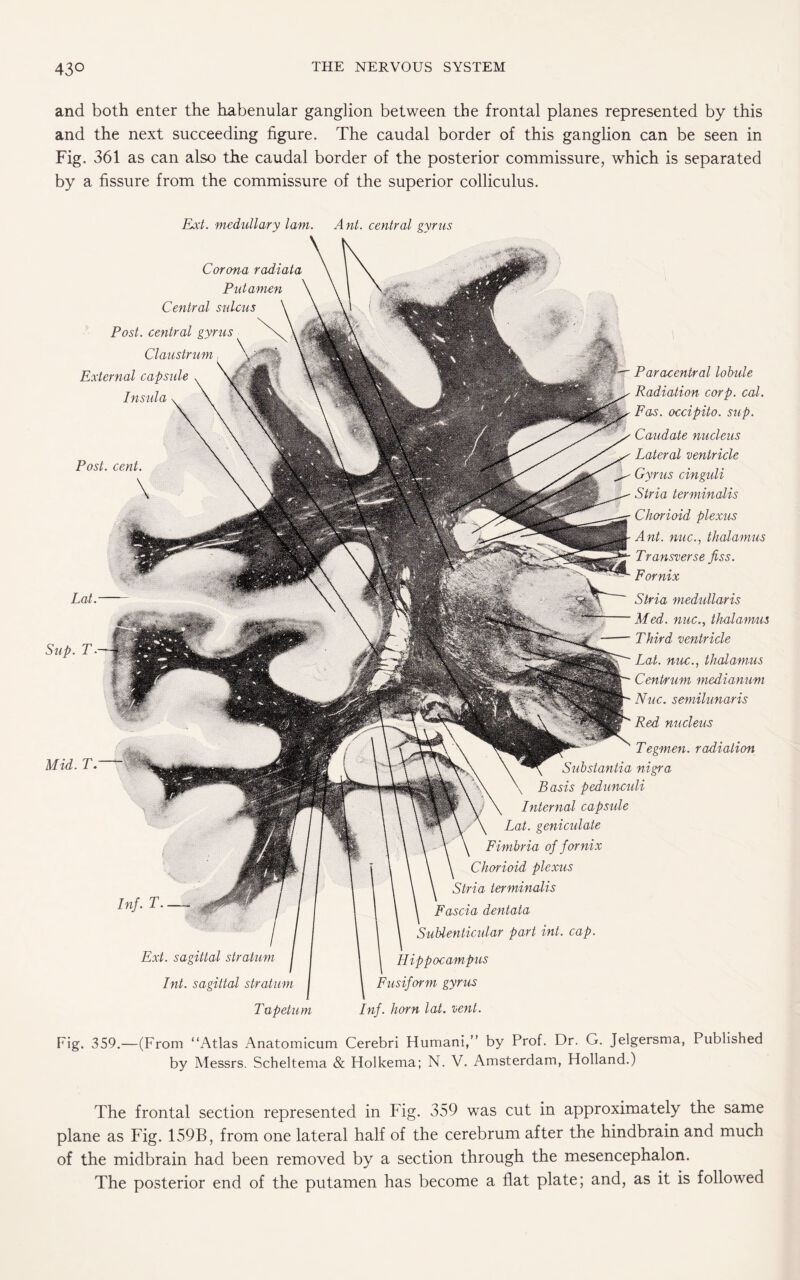 and both enter the habenular ganglion between the frontal planes represented by this and the next succeeding figure. The caudal border of this ganglion can be seen in Fig. 361 as can also the caudal border of the posterior commissure, which is separated by a fissure from the commissure of the superior colliculus. Paracentral lobule Radiation corp. cal. Fas. occipito. sup. Caudate nucleus Lateral ventricle Gyrus cinguli Stria terminalis Chorioid plexus Ant. nuc., thalamus Transverse jiss. Fornix Stria medullaris Med. nuc., thalamus Third ventricle Lat. nuc., thalamus Centrum medianum Nuc. semilunaris Red nucleus Mid. T. Inf. T. Tegmen. radiation Substantia nigra Basis pedunculi Internal capsule Lat. geniculate Fimbria of fornix Chorioid plexus Stria terminalis Fascia dentata Sublenticular part int. cap. Ext. sagittal stratum Int. sagittal stratum Hippocampus Fusiform gyrus Ext. medullary lam. Ant. central gyrus Corona radiata Put amen Central sulcus Post, central gyrus Claustrum External capsule Insula Post. cent. \ Lat. Sup. T- Tapetum Inf. horn lat. vent. Fig. 359.—(From “Atlas Anatomicum Cerebri Humani,” by Prof. Dr. G. Jelgersma, Published by Messrs. Scheltema & Holkema; N. V. Amsterdam, Holland.) The frontal section represented in Fig. 359 was cut in approximately the same plane as Fig. 159B, from one lateral half of the cerebrum after the hindbrain and much of the midbrain had been removed by a section through the mesencephalon. The posterior end of the putamen has become a flat plate; and, as it is followed