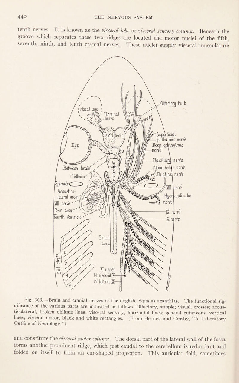 tenth nerves. It is known as the visceral lobe or visceral sensory column. Beneath the groove which separates these two ridges are located the motor nuclei of the fifth, se\ enth, ninth, and tenth cranial nerves. These nuclei supply visceral musculature Olfactory bulb Superficial ophthalmic ner/e Deep ophthalmic ner/e riaxillaru ner/e flandibullr ner/e Palatine ner/e Hjyo mandibular ner/e Fig. 363. Brain and cranial nerves of the dogfish, Squalus acanthias. The functional sig¬ nificance of the various parts are indicated as follows: Olfactory, stipple; visual, crosses; acous- ticolateral, broken oblique lines; visceral sensory, horizontal lines; general cutaneous, vertical lines; visceral motor, black and white rectangles. (From Herrick and Crosby, “A Laboratory Outline of Neurology/’) and constitute the visceral motor column. The dorsal part of the lateral wall of the fossa forms another prominent ridge, which just caudal to the cerebellum is redundant and folded on itself to form an ear-shaped projection. This auricular fold, sometimes