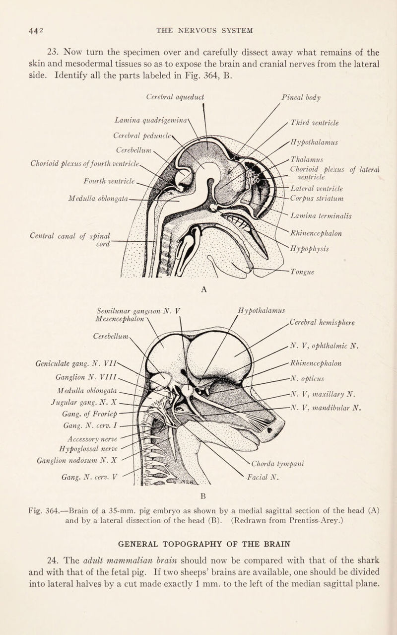 23. Now turn the specimen over and carefully dissect away what remains of the skin and mesodermal tissues so as to expose the brain and cranial nerves from the lateral side. Identify all the parts labeled in Fig. 364, B. Cerebral aqueduct Pineal body Third ventricle Hypothalamus Thalamus Chorioid plexus of lateral ventricle Lateral ventricle Corpus striatum Lamina terminalis Rhinencephalon Hypophysis Tongue Semilunar ganglion N. V Mesencephalon Cerebellum Hypothalamus Geniculate gang. N. VII Ganglion N. VIII Medulla oblongata Jugular gang. N. X Gang, of Froriep Gang. N. cerv. I Accessory nerve Hypoglossal nerve Ganglion nodosum N. X Gang. N. cerv. V Cerebral hemisphere N. V, ophthalmic N. Rhinencephalon N. opticus N. V, maxillary N. •N. V, mandibular N. Chorda tympani Facial N. B Fig. 364.—Brain of a 35-mm. pig embryo as shown by a medial sagittal section of the head (A) and by a lateral dissection of the head (B). (Redrawn from Prentiss-Arey.) GENERAL TOPOGRAPHY OF THE BRAIN 24. The adult mammalian brain should now be compared with that of the shark and with that of the fetal pig. If two sheeps’ brains are available, one should be divided into lateral halves by a cut made exactly 1 mm. to the left of the median sagittal plane.