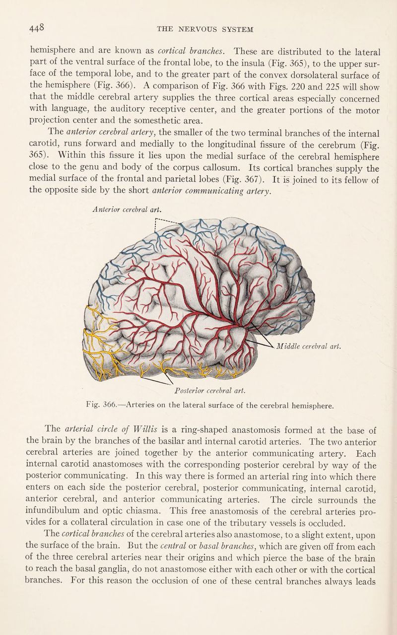 hemisphere and are known as cortical branches. These are distributed to the lateral part of the ventral surface of the frontal lobe, to the insula (Fig. 365), to the upper sur¬ face of the temporal lobe, and to the greater part of the convex dorsolateral surface of the hemisphere (Fig. 366). A comparison of Fig. 366 with Figs. 220 and 225 will show that the middle cerebral artery supplies the three cortical areas especially concerned with language, the auditory receptive center, and the greater portions of the motor projection center and the somesthetic area. The anterior cerebral artery, the smaller of the two terminal branches of the internal carotid, runs forward and medially to the longitudinal fissure of the cerebrum (Fig. 365). Within this fissure it lies upon the medial surface of the cerebral hemisphere close to the genu and body of the corpus callosum. Its cortical branches supply the medial surface of the frontal and parietal lobes (Fig. 367). It is joined to its fellow of the opposite side by the short anterior communicating artery. Anterior cerebral art. Posterior cerebral art. Fig. 366.—Arteries on the lateral surface of the cerebral hemisphere. The arterial circle of Willis is a ring-shaped anastomosis formed at the base of the brain by the branches of the basilar and internal carotid arteries. The two anterior cerebral arteries are joined together by the anterior communicating artery. Each internal carotid anastomoses with the corresponding posterior cerebral by way of the posterior communicating. In this way there is formed an arterial ring into which there enters on each side the posterior cerebral, posterior communicating, internal carotid, anterior cerebral, and anterior communicating arteries. The circle surrounds the infundibulum and optic chiasma. This free anastomosis of the cerebral arteries pro¬ vides for a collateral circulation in case one of the tributary vessels is occluded. The cortical branches of the cerebral arteries also anastomose, to a slight extent, upon the surface of the brain. But the central or basal branches, which are given off from each of the three cerebral arteries near their origins and which pierce the base of the brain to reach the basal ganglia, do not anastomose either with each other or with the cortical branches. For this reason the occlusion of one of these central branches always leads