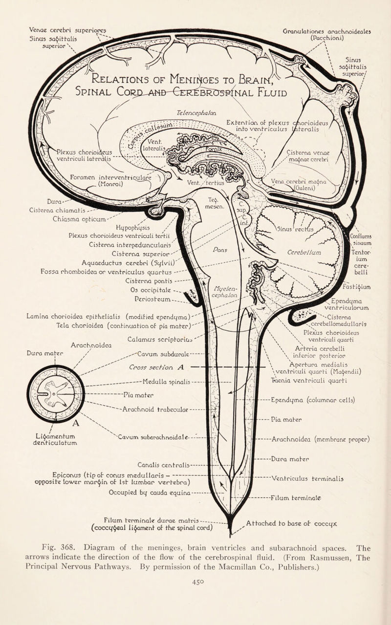 Venae cerebri superiores Sinus sai^ittalis superior \ Granulationes arachnoideales (Pacchioni) Sinus \ sagittal is \ superior/ [Conflucrrt |\ sinuum I Tentor- ium cere- belli Dura-'' Cisterna chiamatis Chiasma opticum- Hqpophqsis Plexus chorioideus ventriculi ter tit Cisterna interpeduncularis Cisterna superior'' Aquaeduchis cerebri (Sqlvii)' Fossa rhomboidea or ventriculus quartus Cisterna pontis- Os occlpitale ^ Periosteum-- Lamina chorioidea epithelialis (modified ependqma)' Tela chorioidea (continuation of pia mater)' AracKnoldea Dura mater Li^amentum dent iculatum Calamus scriptoria --Cavum subduralc Cross section. A. -Medulla spinalis ■Pia mater 1LV 'Arachnoid trabeculae-* xCavurr\ subarachrvoidale- Canalis centralis-. Epiconus (tip oh conus medullaris - opposite lower margin oh ish lumbar vertebra) Occupied bq cauda equina - Filum terminate durae matris- (coccq’^eal ligament oh the spinal cord) 'Fastif^ium \'^1vEpendqma r \ ventriculorum v '/jjr W ‘ '-Cisterna ^cerebellomedullaris \ \ \ Plexus chorioideus \ \ ventriculi quarfi ' \ \ Arteria cerebelli \ inferior posterior V N \ Apertura medial is \ventriculi quarti (Ma^endii) Taenia ventriculi quarti Cjw-Ependqma (columnar ceils) -Pia mater ---Arachnoidea (membrane proper) —Dura mater Ventriculus terminalis ---Filum terminate ^Attached to base oh coccqx Fig. 368. Diagram of the meninges, brain ventricles and subarachnoid spaces. The arrows indicate the direction of the flow of the cerebrospinal fluid. (From Rasmussen, The Principal Nervous Pathways. By permission of the Macmillan Co., Publishers.) 45°