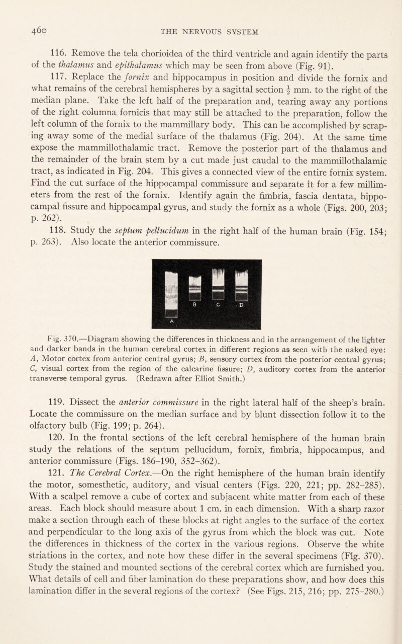 116. Remove the tela chorioidea of the third ventricle and again identify the parts of the thalamus and epithalamus which may be seen from above (Fig. 91). 117. Replace the fornix and hippocampus in position and divide the fornix and what remains of the cerebral hemispheres by a sagittal section \ mm. to the right of the median plane. Take the left half of the preparation and, tearing away any portions of the right columna fornicis that may still be attached to the preparation, follow the left column of the fornix to the mammillary body. This can be accomplished by scrap¬ ing away some of the medial surface of the thalamus (Fig. 204). At the same time expose the mammillothalamic tract. Remove the posterior part of the thalamus and the remainder of the brain stem by a cut made just caudal to the mammillothalamic tract, as indicated in Fig. 204. This gives a connected view of the entire fornix system. Find the cut surface of the hippocampal commissure and separate it for a few millim¬ eters from the rest of the fornix. Identify again the fimbria, fascia dentata, hippo¬ campal fissure and hippocampal gyrus, and study the fornix as a whole (Figs. 200, 203; p. 262). 118. Study the septum pellucidum in the right half of the human brain (Fig. 154; p. 263). Also locate the anterior commissure. Fig. 370.—Diagram showing the differences in thickness and in the arrangement of the lighter and darker bands in the human cerebral cortex in different regions as seen with the naked eye: A, Motor cortex from anterior central gyrus; B, sensory cortex from the posterior central gyrus; C, visual cortex from the region of the calcarine fissure; D, auditory cortex from the anterior transverse temporal gyrus. (Redrawn after Elliot Smith.) 119. Dissect the anterior commissure in the right lateral half of the sheep’s brain. Locate the commissure on the median surface and by blunt dissection follow it to the olfactory bulb (Fig. 199; p. 264). 120. In the frontal sections of the left cerebral hemisphere of the human brain study the relations of the septum pellucidum, fornix, fimbria, hippocampus, and anterior commissure (Figs. 186-190, 352-362). 121. The Cerebral Cortex.—On the right hemisphere of the human brain identify the motor, somesthetic, auditory, and visual centers (Figs. 220, 221; pp. 282-285). With a scalpel remove a cube of cortex and subjacent white matter from each of these areas. Each block should measure about 1 cm. in each dimension. With a sharp razor make a section through each of these blocks at right angles to the surface of the cortex and perpendicular to the long axis of the gyrus from which the block was cut. Note the differences in thickness of the cortex in the various regions. Observe the white striations in the cortex, and note how these differ in the several specimens (Fig. 370). Study the stained and mounted sections of the cerebral cortex which are furnished you. What details of cell and fiber lamination do these preparations show, and how does this lamination differ in the several regions of the cortex? (See Figs. 215, 216; pp. 275-280.)