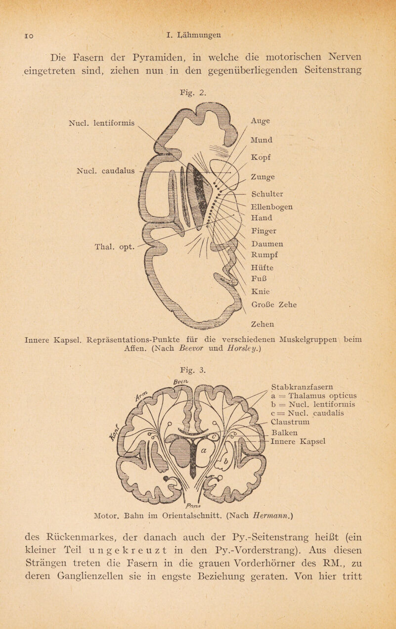 Die Fasern der Pyramiden, in welche die motorischen Nerven eingetreten sind, ziehen nun in den gegenüberliegenden Seitenstrang Fig. 2. Nucl. lentiformis Nucl. caudalus Thal. opt. Innere Kapsel. Repräsentations-Punkte für die verschiedenen Muskelgruppen beim Affen. (Nach Beevor und Horsley.) Fig. 3. Bern Stab kranzfasern a = Thalamus opticus b = Nucl. lentiformis c=Nucl. caudalis Claustrum B alken Innere Kapsel Motor. Bahn im Orientalschnitt. (Nach Hermann.) des Rückenmarkes, der danach auch der Py.-Seitenstrang heißt (ein kleiner Teil ungekreuzt in den Py.-Vorderstrang). Aus diesen Strängen treten die Fasern in die grauen Vorderhörner des RM., zu deren Ganglienzellen sie in engste Beziehung geraten. Von hier tritt