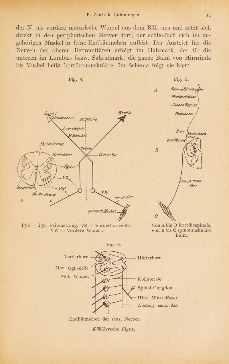 der N. als vordere motorische Wurzel aus dem RM. aus und setzt sich direkt in den peripherischen Nerven fort, der schließlich sich im zu¬ gehörigen Muskel in feine Kndbäumchen auf löst. Der Austritt für die Nerven der oberen Extremitäten erfolgt im Halsmark, der für die unteren im I/umbal- bezw. Sakralmark; die ganze Bahn von Hirnrinde bis Muskel heißt kortiko-muskuläre. Im Schema folgt sie hier: Big. 4. L,ink<x Rechts PyS = Pyr. Seitenstrang. VZ = Vorderliornzelle. VW —- Vordere Wurzel. Pig. 6. Figo 5. Gehirn Rinde Marks itbsfanz \ JrnereKapsel { / Pedunc.c&r. / Von Abis B kortikospinale, von B bis C spinomuskuläre Bahn. Vorderhorn Mot. Ggl,-Zelle Mot. Wurzel Hinterliorn Kollaterale Spinal- Ganglion Hint. Wurzelfaser Absteig, sens. Ast Pndbäumchen der sens. Nerven KölliJcersche Figur.