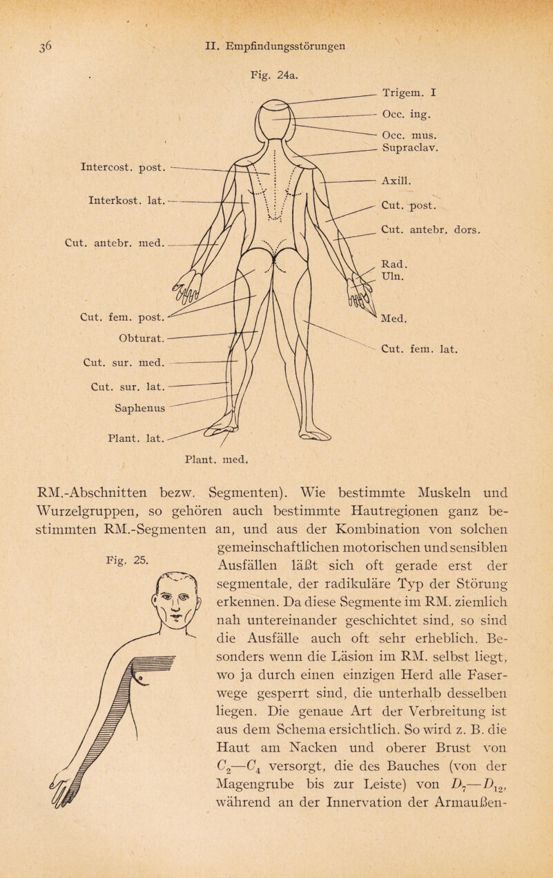 Intercost. post. Interkost. lat. Cut. antebr. med. Cut. fern. post. Obturat. Cut. sur. med. Cut. sur. lat. Saphenus Plant, lat. Plant, med. RM.-Abschnitten bezw, Segmenten). Wie bestimmte Muskeln und Wurzelgruppen, so gehören auch bestimmte Hautregionen ganz be¬ stimmten RM.-Segmenten an, und aus der Kombination von solchen gemeinschaftlichen motorischen und sensiblen Ausfällen läßt sich oft gerade erst der segmentale, der radikuläre Typ der Störung erkennen. Da diese Segmente im RM. ziemlich nah untereinander geschichtet sind, so sind die Ausfälle auch oft sehr erheblich. Be¬ sonders wenn die Läsion im RM. selbst liegt, wo ja durch einen einzigen Herd alle Faser¬ wege gesperrt sind, die unterhalb desselben liegen. Die genaue Art der Verbreitung ist aus dem Schema ersichtlich. So wird z. B. die Haut am Nacken und oberer Brust von C2—C4 versorgt, die des Bauches (von der Magengrube bis zur Leiste) von ZL—Z)12, während an der Innervation der Armaußen- Fig. 25. Fig. 24a. Trigem. I Occ. ing. Occ. mus. Supraclav. Axill. ■*JS Cut. post. Cut. antebr. dors.