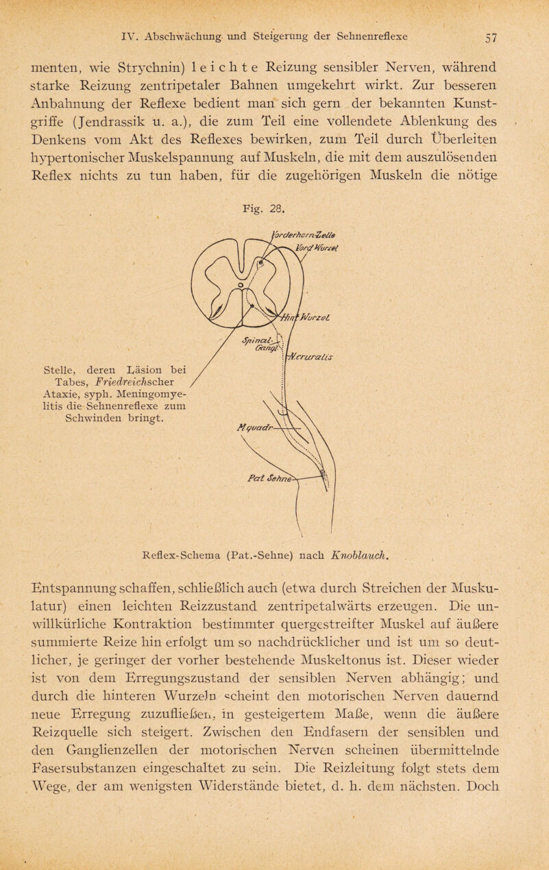 I IV. Abschwächung, und Steigerung der Sehnenreflexe 57 menten, wie Strychnin) leichte Reizung sensibler Nerven, während starke Reizung zentripetaler Bahnen umgekehrt wirkt. Zur besseren Anbahnung der Reflexe bedient man sich gern der bekannten Kunst¬ griffe (Jendrassik u. a.), die zum Teil eine vollendete Ablenkung des Denkens vom Akt des Reflexes bewirken, zum Teil durch Überleiten hypertonischer Muskelspannung auf Muskeln, die mit dem auszulösenden Reflex nichts zu tun haben, für die zugehörigen Muskeln die nötige Fig. 28. Stelle, deren Läsion bei Tabes, Friedreichscher Ataxie, syph. Meningomye- litis die Sehnenreflexe zum Schwinden bringt. Reflex-Schema (Pat.-Sehne) nach Knoblauch. Entspannung schaffen, schließlich auch (etwa durch Streichen der Musku¬ latur) einen leichten Reizzustand zentripetalwärts erzeugen. Die un¬ willkürliche Kontraktion bestimmter quergestreifter Muskel auf äußere summierte Reize hin erfolgt um so nachdrücklicher und ist um so deut¬ licher, je geringer der vorher bestehende Muskeltonus ist. Dieser wieder ist von dem Erregungszustand der sensiblen Nerven abhängig; und durch die hinteren Wurzeln scheint den motorischen Nerven dauernd neue Erregung zuzufließeii, in gesteigertem Maße, wenn die äußere Reizquelle sich steigert. Zwischen den Endfasern der sensiblen und den Ganglienzellen der motorischen Nerven scheinen übermittelnde Fasersubstanzen eingeschaltet zu sein. Die Reizleitung folgt stets dem Wege, der am wenigsten Widerstände bietet, d. h. dem nächsten. Doch i