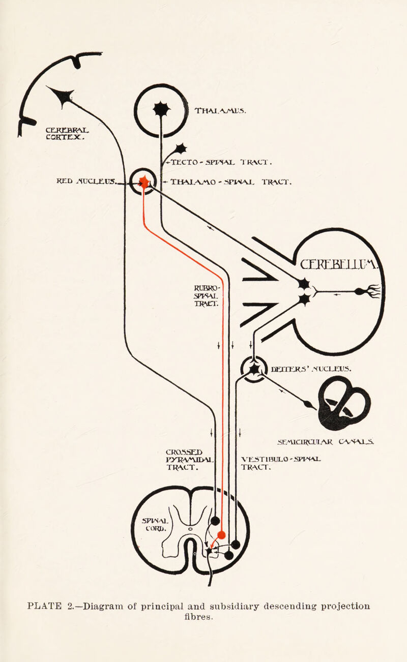 THAT AML'S. SEAICIRCULAK CANALS. CROSSED PXRAVVJQ>\1. TRACT. PLATE 2.—Diagram of principal and subsidiary descending projection fibres.