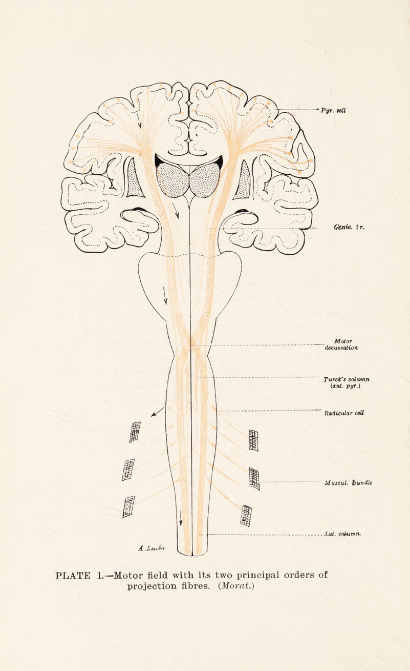 ” Pyr. cell A. Itausa- (,'enio. ir. Motor decussation Turck's column iant. pyr.) Radicular cell Muscul. bundle I.at co/Aimn. PLATE 1.—Motor field with its two principal orders of projection fibres. (Morat.)