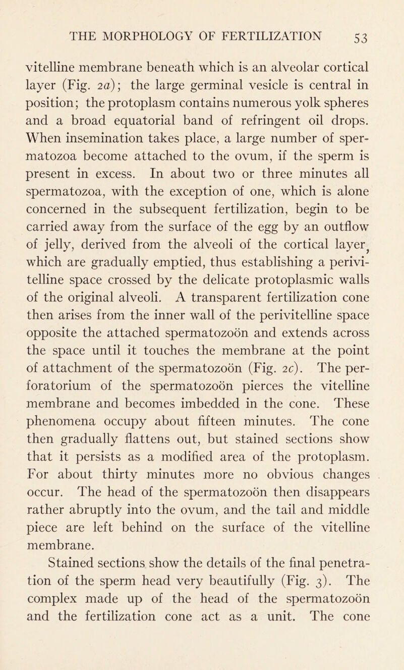 vitelline membrane beneath which is an alveolar cortical layer (Fig. 2a); the large germinal vesicle is central in position; the protoplasm contains numerous yolk spheres and a broad equatorial band of refringent oil drops. When insemination takes place, a large number of sper- matozoa become attached to the ovum, if the sperm is present in excess. In about two or three minutes all spermatozoa, with the exception of one, which is alone concerned in the subsequent fertilization, begin to be carried away from the surface of the egg by an outflow of jelly, derived from the alveoli of the cortical layer which are gradually emptied, thus establishing a perivi- telline space crossed by the delicate protoplasmic walls of the original alveoli. A transparent fertilization cone then arises from the inner wall of the perivitelline space opposite the attached spermatozoon and extends across the space until it touches the membrane at the point of attachment of the spermatozoon (Fig. 2c). The per- foratorium of the spermatozoon pierces the vitelline membrane and becomes imbedded in the cone. These phenomena occupy about fifteen minutes. The cone then gradually flattens out, but stained sections show that it persists as a modified area of the protoplasm. For about thirty minutes more no obvious changes occur. The head of the spermatozoon then disappears rather abruptly into the ovum, and the tail and middle piece are left behind on the surface of the vitelline membrane. Stained sections show the details of the final penetra- tion of the sperm head very beautifully (Fig. 3). The complex made up of the head of the spermatozoon and the fertilization cone act as a unit. The cone