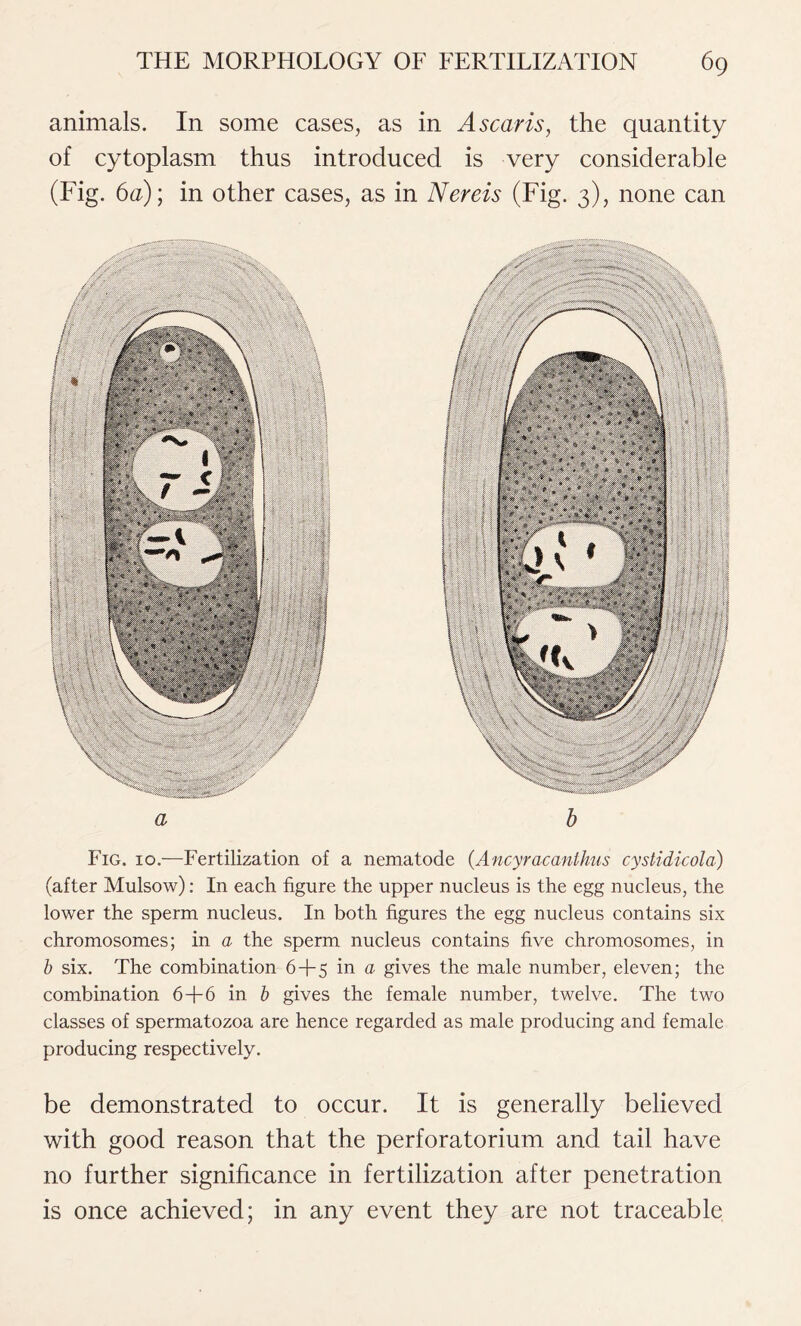 animals. In some cases, as in Ascaris, the quantity of cytoplasm thus introduced is very considerable (Fig. 6a); in other cases, as in Nereis (Fig. 3), none can Fig. 10.—Fertilization of a nematode {Ancyracanthus cystidicola) (after Mulsow): In each figure the upper nucleus is the egg nucleus, the lower the sperm nucleus. In both figures the egg nucleus contains six chromosomes; in a the sperm nucleus contains five chromosomes, in b six. The combination 6+5 in a gives the male number, eleven; the combination 6+6 in b gives the female number, twelve. The two classes of spermatozoa are hence regarded as male producing and female producing respectively. be demonstrated to occur. It is generally believed with good reason that the perforatorium and tail have no further significance in fertilization after penetration is once achieved; in any event they are not traceable