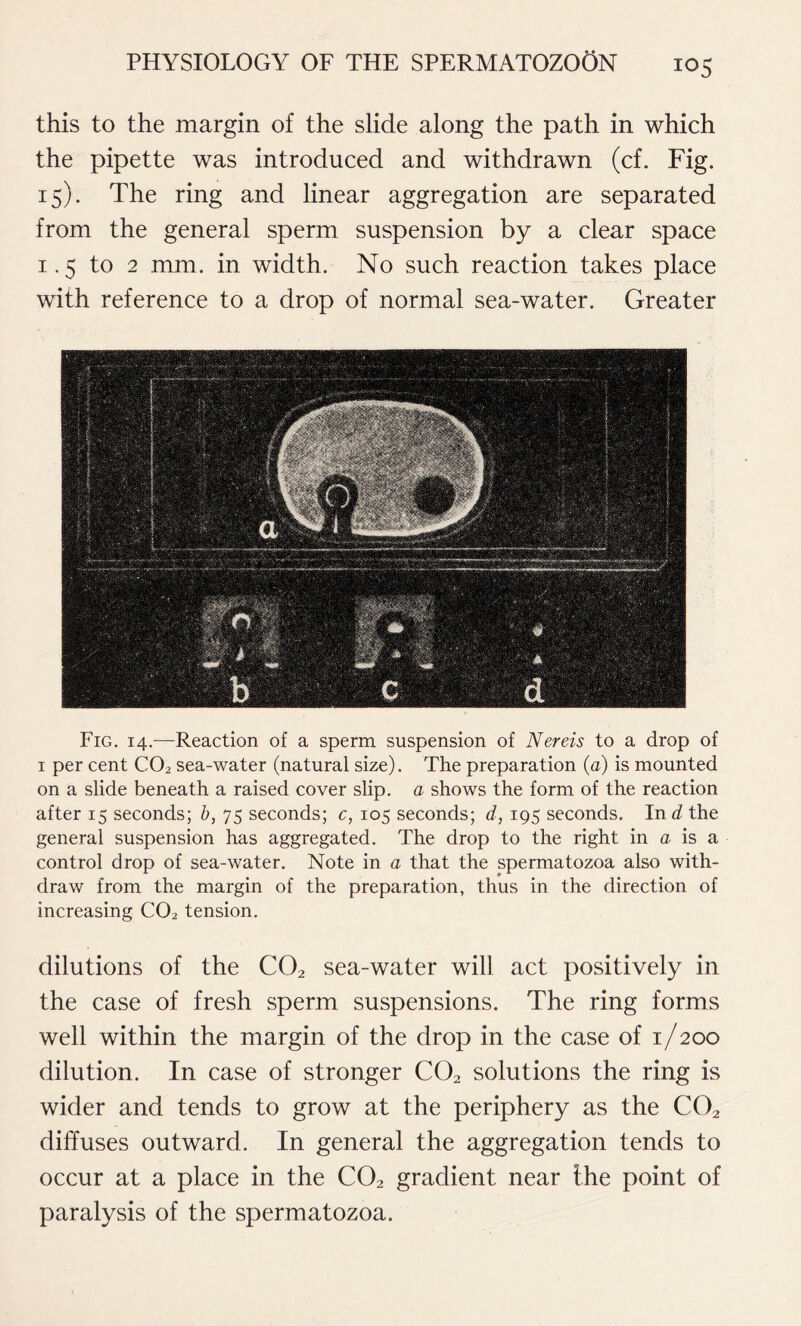 this to the margin of the slide along the path in which the pipette was introduced and withdrawn (cf. Fig. 15). The ring and linear aggregation are separated from the general sperm suspension by a clear space 1.5 to 2 mm. in width. No such reaction takes place with reference to a drop of normal sea-water. Greater Fig. 14.—Reaction of a sperm suspension of Nereis to a drop of 1 per cent C02 sea-water (natural size). The preparation (a) is mounted on a slide beneath a raised cover slip, a shows the form of the reaction after 15 seconds; b, 75 seconds; c, 105 seconds; d, 195 seconds. Ind the general suspension has aggregated. The drop to the right in a is a control drop of sea-water. Note in a that the spermatozoa also with- draw from the margin of the preparation, thus in the direction of increasing C02 tension. dilutions of the C02 sea-water will act positively in the case of fresh sperm suspensions. The ring forms well within the margin of the drop in the case of 1/200 dilution. In case of stronger C02 solutions the ring is wider and tends to grow at the periphery as the C02 diffuses outward. In general the aggregation tends to occur at a place in the C02 gradient near the point of paralysis of the spermatozoa.