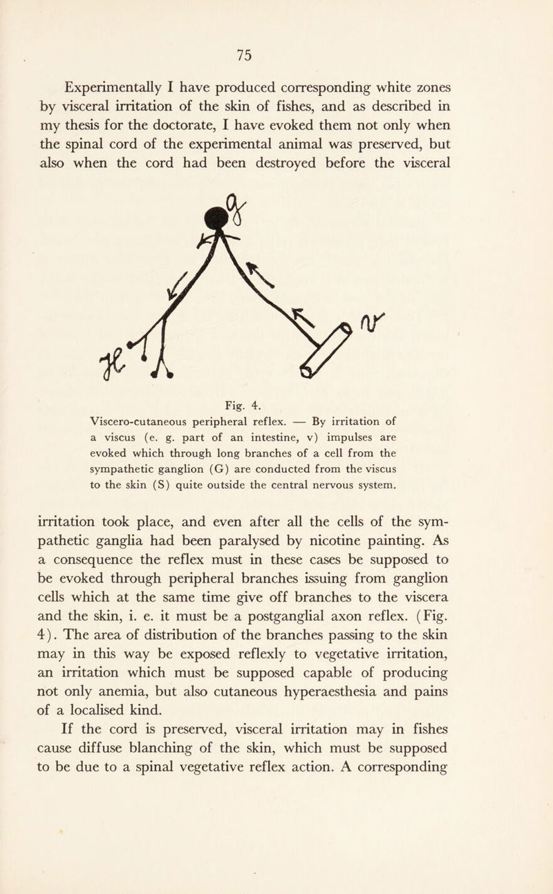 Experimentally I have produced corresponding white zones by visceral irritation of the skin of fishes, and as described in my thesis for the doctorate, I have evoked them not only when the spinal cord of the experimental animal was preserved, but also when the cord had been destroyed before the visceral Fig. 4. Viscero-cutaneous peripheral reflex. — By irritation of a viscus (e. g. part of an intestine, v) impulses are evoked which through long branches of a cell from the sympathetic ganglion (G) are conducted from the viscus to the skin (S) quite outside the central nervous system. irritation took place, and even after all the cells of the sym¬ pathetic ganglia had been paralysed by nicotine painting. As a consequence the reflex must in these cases be supposed to be evoked through peripheral branches issuing from ganglion cells which at the same time give off branches to the viscera and the skin, i. e. it must be a postganglial axon reflex. (Fig. 4). The area of distribution of the branches passing to the skin may in this way be exposed reflexly to vegetative irritation, an irritation which must be supposed capable of producing not only anemia, but also cutaneous hyperaesthesia and pains of a localised kind. If the cord is preserved, visceral irritation may in fishes cause diffuse blanching of the skin, which must be supposed to be due to a spinal vegetative reflex action. A corresponding