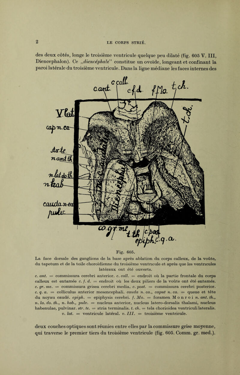 des deux côtés, longe le troisième ventricule quelque peu dilaté (fig. 605 V. III, Diencephalon). Ce ,,diencéphale” constitue un ovoïde, longeant et confinant la paroi latérale du troisième ventricule. Dans la ligne médiane les faces internes des Fig. 605. La face dorsale des ganglions de la base après ablation du corps calleux, de la voûte, du tapétum et de la toile choroïdienne du troisième ventricule et après que les ventricules latéraux ont été ouverts. c. ant. = commissura cerebri anterior. c. call. = endroit où la partie frontale du corps calleux est entamée c. /. d. = endroit où les deux piliers de la voûte ont été entamés, c. gr. me. = commissura grisea cerebri media, c. post. = commissura cerebri posterior. c. q. a. = colliculus anterior mesencephali. cauda n. ca., caput n. ca. — queue et tête du noyau caudé. epiph. = epiphysis cerebri. /. Mo. = foramen Monroi n. ant. th., n. la. do. th., n. hab., pulv. = nucleus anterior, nucleus latero-dorsalis thalami, nucleus habenulae, pulvinar. str. te. — stria terminalis. t. ch. = tela chorioidea ventriculilateralis. v. lat. = ventricule latéral, v. III. — troisième ventricule. deux couches optiques sont réunies entre elles par la commissure grise moyenne, qui traverse le premier tiers du troisième ventricule (fig. 605. Comm. gr. med.).