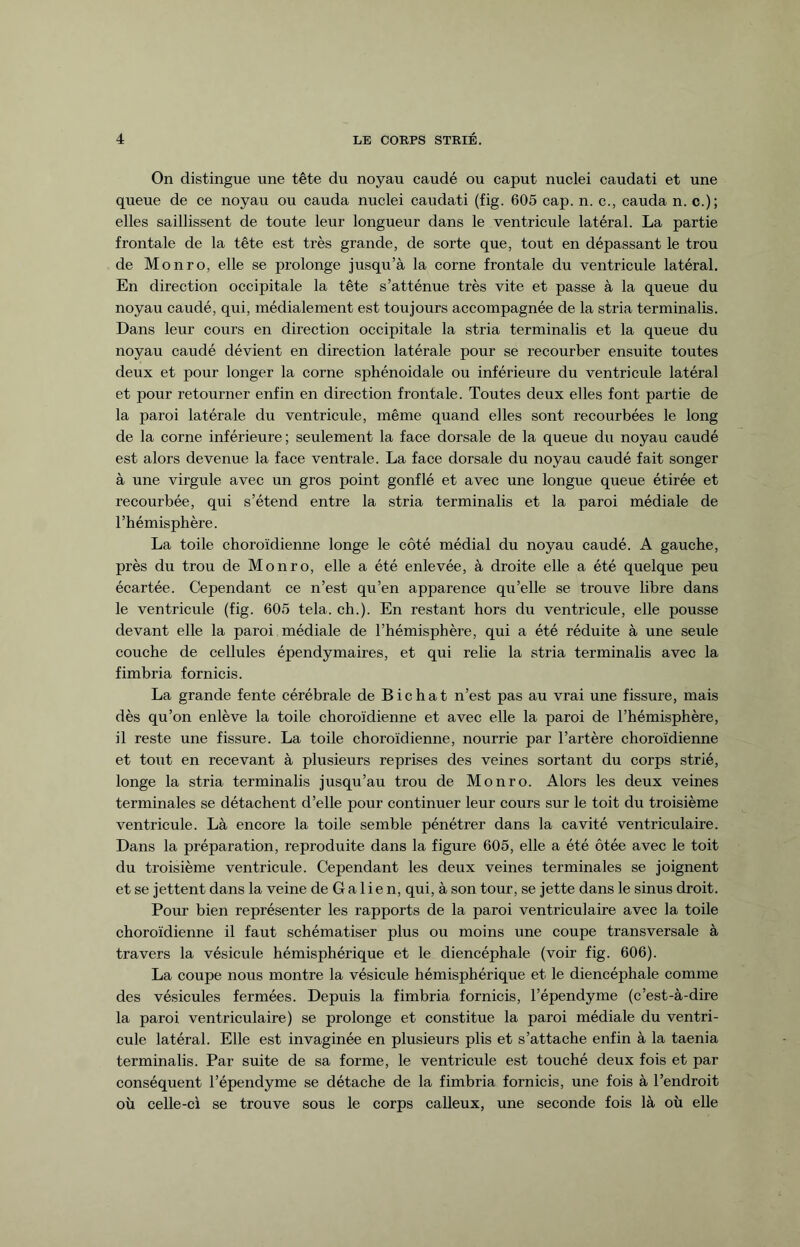 On distingue une tête du noyau caudé ou caput nuclei caudati et une queue de ce noyau ou cauda nuclei caudati (fig. 605 cap. n. c., cauda n. c.); elles saillissent de toute leur longueur dans le ventricule latéral. La partie frontale de la tête est très grande, de sorte que, tout en dépassant le trou de Monro, elle se prolonge jusqu’à la corne frontale du ventricule latéral. En direction occipitale la tête s’atténue très vite et passe à la queue du noyau caudé, qui, médiale ment est toujours accompagnée de la stria terminalis. Dans leur cours en direction occipitale la stria terminalis et la queue du noyau caudé dévient en direction latérale pour se recourber ensuite toutes deux et pour longer la corne sphénoidale ou inférieure du ventricule latéral et pour retourner enfin en direction frontale. Toutes deux elles font partie de la paroi latérale du ventricule, même quand elles sont recourbées le long de la corne inférieure ; seulement la face dorsale de la queue du noyau caudé est alors devenue la face ventrale. La face dorsale du noyau caudé fait songer à une virgule avec un gros point gonflé et avec une longue queue étirée et recourbée, qui s’étend entre la stria terminalis et la paroi médiale de l’hémisphère. La toile choroïdienne longe le côté médial du noyau caudé. A gauche, près du trou de Monro, elle a été enlevée, à droite elle a été quelque peu écartée. Cependant ce n’est qu’en apparence qu’elle se trouve libre dans le ventricule (fig. 605 tela. ch.). En restant hors du ventricule, elle pousse devant elle la paroi médiale de l’hémisphère, qui a été réduite à une seule couche de cellules épendymaires, et qui relie la stria terminalis avec la fimbria fornicis. La grande fente cérébrale de Bichat n’est pas au vrai une fissure, mais dès qu’on enlève la toile choroïdienne et avec elle la paroi de l’hémisphère, il reste une fissure. La toile choroïdienne, nourrie par l’artère choroïdienne et tout en recevant à plusieurs reprises des veines sortant du corps strié, longe la stria terminalis jusqu’au trou de Monro. Alors les deux veines terminales se détachent d’elle pour continuer leur cours sur le toit du troisième ventricule. Là encore la toile semble pénétrer dans la cavité ventriculaire. Dans la préparation, reproduite dans la figure 605, elle a été ôtée avec le toit du troisième ventricule. Cependant les deux veines terminales se joignent et se jettent dans la veine de G a 1 i e n, qui, à son tour, se jette dans le sinus droit. Pour bien représenter les rapports de la paroi ventriculaire avec la toile choroïdienne il faut schématiser plus ou moins une coupe transversale à travers la vésicule hémisphérique et le diencéphale (voir fig. 606). La coupe nous montre la vésicule hémisphérique et le diencéphale comme des vésicules fermées. Depuis la fimbria fornicis, l’épendyme (c’est-à-dire la paroi ventriculaire) se prolonge et constitue la paroi médiale du ventri¬ cule latéral. Elle est invaginée en plusieurs plis et s’attache enfin à la taenia terminalis. Par suite de sa forme, le ventricule est touché deux fois et par conséquent l’épendyme se détache de la fimbria fornicis, une fois à l’endroit où celle-ci se trouve sous le corps calleux, une seconde fois là où elle