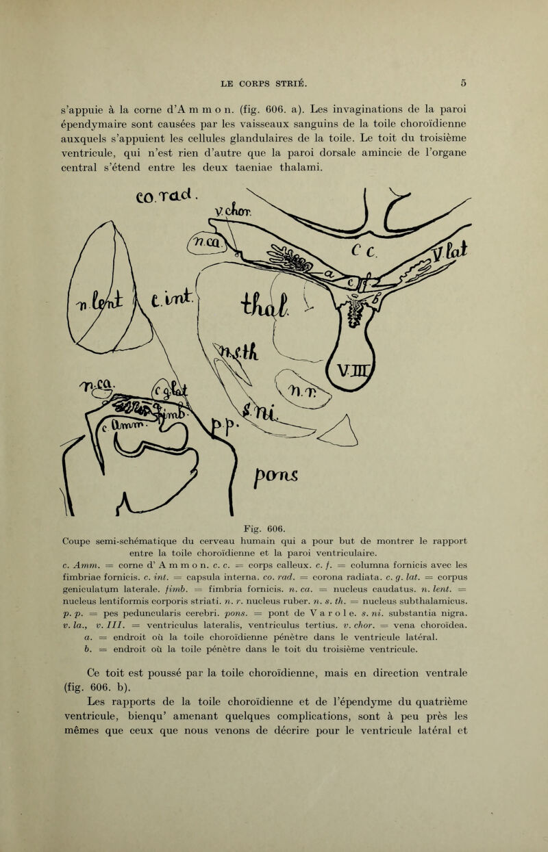 s’appuie à la corne d’A m m o n. (fig. 606. a). Les invaginations de la paroi épendymaire sont causées par les vaisseaux sanguins de la toile choroïdienne auxquels s’appuient les cellules glandulaires de la toile. Le toit du troisième ventricule, qui n’est rien d’autre que la paroi dorsale amincie de l’organe central s’étend entre les deux taeniae thalami. Fig. 606. Coupe semi-schématique du cerveau humain qui a pour but de montrer le rapport entre la toile choroïdienne et la paroi ventriculaire, c. Amm. = corne d’A m m o n. c. c. = corps calleux, c. ƒ. = columna fornicis avec les fimbriae fornicis. c. int. — capsula interna, co. rad. = corona radiata. c. g. lat. = corpus geniculatum laterale, fimb. = fimbria fornicis. n. ca. = nucleus caudatus. n. lent. = nucleus lentiformis corporis striati. n. r. nucleus ruber. n. s. th. = nucleus sub thaï amicus. p. p. — pes peduncularis cerebri. pons. = pont de V a r o 1 e. s. ni. substantia nigra. v. la., v. III. = ventriculus lateralis, ventriculus tertius. v. chor. = vena choroïdea. a. = endroit où la toile choroïdienne pénètre dans le ventricule latéral. b. = endroit où la toile pénètre dans le toit du troisième ventricule. Ce toit est poussé par la toile choroïdienne, mais en direction ventrale (fig. 606. b). Les rapports de la toile choroïdienne et de l’épendyme du quatrième ventricule, bienqu’ amenant quelques complications, sont à peu près les mêmes que ceux que nous venons de décrire pour le ventricule latéral et