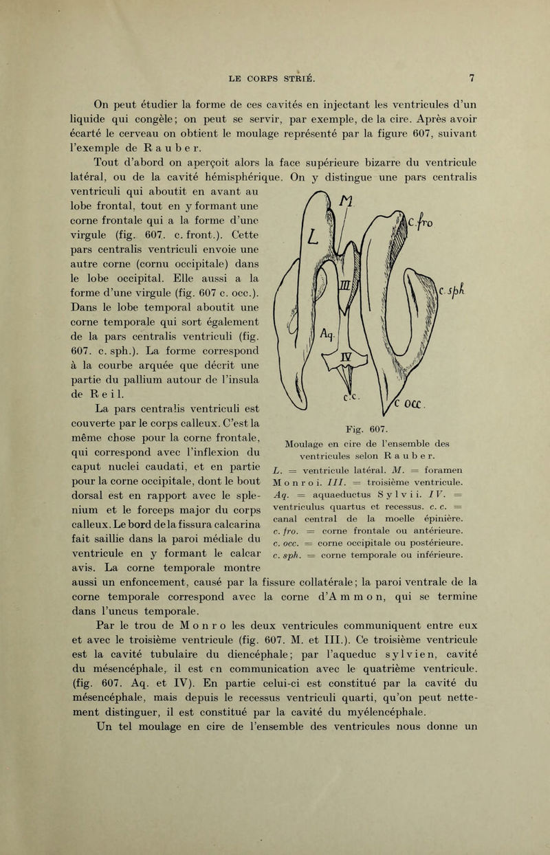 On peut étudier la forme de ces cavités en injectant les ventricules d’un liquide qui congèle; on peut se servir, par exemple, de la cire. Après avoir écarté le cerveau on obtient le moulage représenté par la figure 607, suivant l’exemple de R a u b e r. Tout d’abord on aperçoit alors la face supérieure bizarre du ventricule latéral, ou de la cavité hémisphérique. On y distingue une pars centralis ventriculi qui aboutit en avant au lobe frontal, tout en y formant une corne frontale qui a la forme d’une virgule (fig. 607. c. front.). Cette pars centralis ventriculi envoie une autre corne (cornu occipitale) dans le lobe occipital. Elle aussi a la forme d’une virgule (fig. 607 c. occ.). Dans le lobe temporal aboutit une corne temporale qui sort également de la pars centralis ventriculi (fig. 607. c. sph.). La forme correspond à la courbe arquée que décrit une partie du pallium autour de l’insula de R e i 1. La pars centralis ventriculi est couverte par le corps calleux. C’est la même chose pour la corne frontale, qui correspond avec l’inflexion du caput nuclei caudati, et en partie pour la corne occipitale, dont le bout dorsal est en rapport avec le splé¬ nium et le forceps major du corps calleux. Le bord de la fissura calcarina fait saillie dans la paroi médiale du ventricule en y formant le calcar avis. La corne temporale montre aussi un enfoncement, causé par la fissure collatérale ; la paroi ventrale de la corne temporale correspond avec la corne d’A m m o n, qui se termine dans l’uncus temporale. Par le trou de M o n r o les deux ventricules communiquent entre eux et avec le troisième ventricule (fig. 607. M. et III.). Ce troisième ventricule est la cavité tubulaire du diencéphale; par l’aqueduc sylvien, cavité du mésencéphale, il est en communication avec le quatrième ventricule, (fig. 607. Aq. et IV). En partie celui-ci est constitué par la cavité du mésencéphale, mais depuis le recessus ventriculi quarti, qu’on peut nette¬ ment distinguer, il est constitué par la cavité du myélencéphale. Un tel moulage en cire de l’ensemble des ventricules nous donne un ISfA Moulage en cire de l’ensemble des ventricules selon R a u b e r. L. = ventricule latéral. M. = foramen M o n r o i. III. = troisième ventricule. Aq. = aquaeductus Sylvii. IV. = ventriculus quartus et recessus. c. c. = canal central de la moelle épinière. c. fro. — corne frontale ou antérieure, c. occ. = corne occipitale ou postérieure, c. sph. = corne temporale ou inférieure.