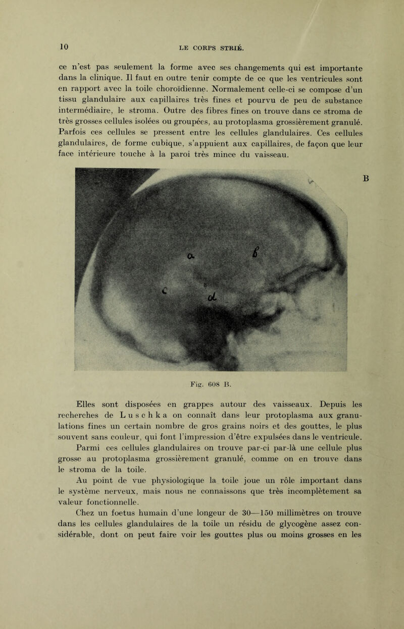ce n’est pas seulement la forme avec ses changements qui est importante clans la clinique. Il faut en outre tenir compte de ce que les ventricules sont en rapport avec la toile choroïdienne. Normalement celle-ci se compose d’un tissu glandulaire aux capillaires très fines et pourvu de peu de substance intermédiaire, le stroma. Outre des fibres fines on trouve dans ce stroma de très grosses cellules isolées ou groupées, au protoplasma grossièrement granulé. Parfois ces cellules se pressent entre les cellules glandulaires. Ces cellules glandulaires, de forme cubique, s’appuient aux capillaires, de façon que leur face intérieure touche à la paroi très mince du vaisseau. Fig. 608 B. Elles sont disposées en grappes autour des vaisseaux. Depuis les recherches de L u s c h k a on connaît dans leur protoplasma aux granu¬ lations fines un certain nombre de gros grains noirs et des gouttes, le plus souvent sans couleur, qui font l’impression d’être expulsées dans le ventricule. Parmi ces cellules glandulaires on trouve jDar-ci par-là une cellule plus grosse au protoplasma grossièrement granulé, comme on en trouve dans le stroma de la toile. Au point de vue physiologique la toile joue un rôle important dans le système nerveux, mais nous ne connaissons que très incomplètement sa valeur fonctionnelle. Chez un foetus humain d’une longeur de 30—150 millimètres on trouve dans les cellules glandulaires de la toile un résidu de glycogène assez con¬ sidérable, dont on peut faire voir les gouttes plus ou moins grosses en les