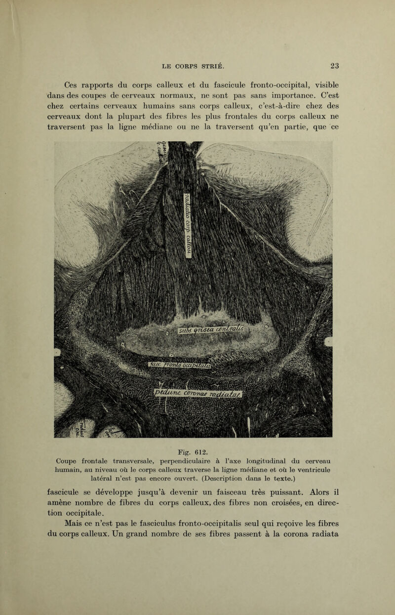 Ces rapports du corps calleux et du fascicule fronto-occipital, visible dans des coupes de cerveaux normaux, ne sont pas sans importance. C’est chez certains cerveaux humains sans corps calleux, c’est-à-dire chez des cerveaux dont la plupart des fibres les plus frontales du corps calleux ne traversent pas la ligne médiane ou ne la traversent qu’en partie, que ce Fig. 612. Coupe frontale transversale, perpendiculaire à l’axe longitudinal du cerveau humain, au niveau où le corps calleux traverse la ligne médiane et où le ventricule latéral n’est pas encore ouvert. (Description dans le texte.) fascicule se développe jusqu’à devenir un faisceau très puissant. Alors il amène nombre de fibres du corps calleux, des fibres non croisées, en direc¬ tion occipitale. Mais ce n’est pas le fasciculus fronto-occipitalis seul qui reçoive les fibres du corps calleux. Un grand nombre de ses fibres passent à la corona radiata