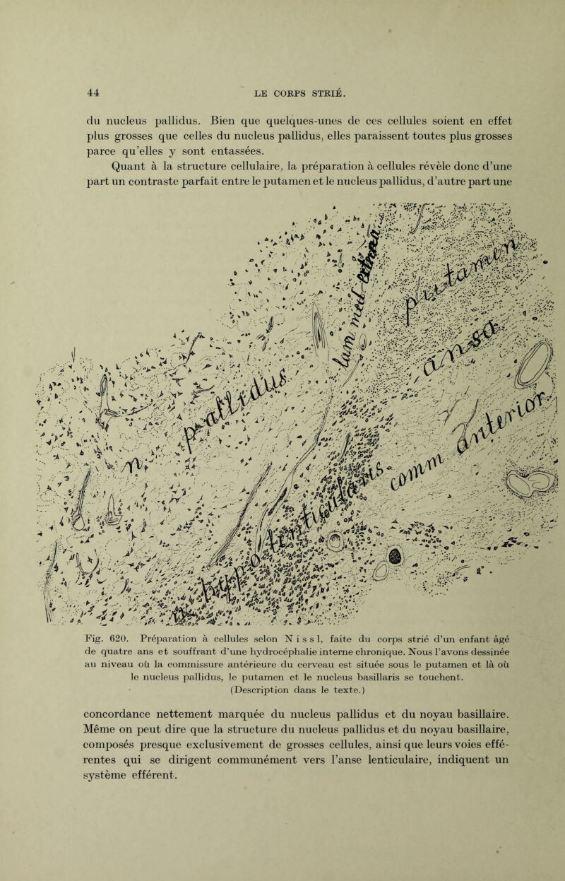 du nucleus pallidus. Bien que quelques-unes de ces cellules soient en effet plus grosses que celles du nucleus pallidus, elles paraissent toutes plus grosses parce qu’elles y sont entassées. Quant à la structure cellulaire, la préparation à cellules révèle donc d’une part un contraste parfait entre le putamen et le nucleus pallidus, d’autre part une Fig. 620. Préparation à cellules selon N i s s 1, faite du corps strié d’un enfant âgé de quatre ans et souffrant d’une hydrocéphalie interne chronique. Nous l’avons dessinée au niveau où la commissure antérieure du cerveau est située sous le putamen et là où le nucleus pallidus, le putamen et le nucleus basillaris se touchent. (Description dans le texte.) concordance nettement marquée du nucleus pallidus et du noyau basillaire. Même on peut dire que la structure du nucleus pallidus et du noyau basillaire, composés presque exclusivement de grosses cellules, ainsi que leurs voies effé¬ rentes qui se dirigent communément vers l’anse lenticulaire, indiquent un système efférent.