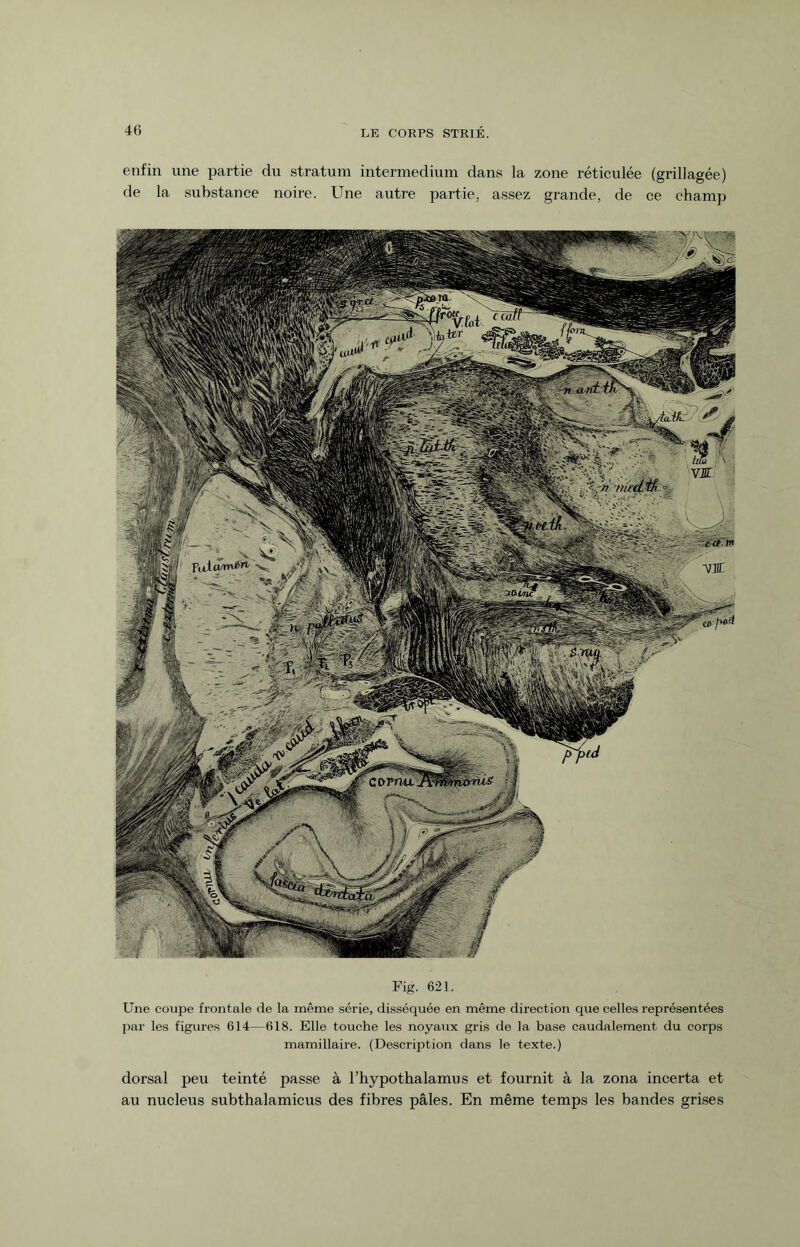 enfin une partie du stratum intermedium dans la zone réticulée (grillagée) de la substance noire. Une autre partie, assez grande, de ce champ Fig. 621. Une coupe frontale de la même série, disséquée en même direction que celles représentées par les figures 614—618. Elle touche les noyaux gris de la base caudalement du corps mamillaire. (Description dans le texte.) dorsal peu teinté passe à l’hypothalamus et fournit à la zona incerta et au nucleus subthalamicus des fibres pâles. En même temps les bandes grises