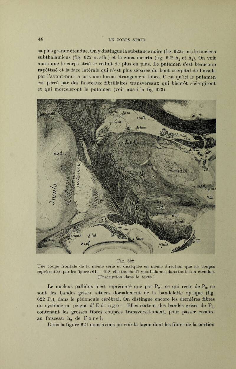 sa plus grande étendue. On y distingue la substance noire (fig. 622 s. n.) le nucleus subthalamicus (fig. 622 n. sth.) et la zona incerta (fig. 622 hx et h2). On voit aussi que le corps strié se réduit de plus en plus. Le putamen s’est beaucoup rapétissé et la face latérale qui n’est plus séparée du bout occipital de l’insula par l’avant-mur, a pris une forme étrangement lobée. C’est qu’ici le putamen est percé par des faisceaux fibrillaires transversaux qui bientôt s’élargiront et qui morcèleront le putamen (voir aussi la fig 623). Fig. 622. Une coupe frontale de la même série et disséquée en même direction que les coupes réprésentées par les figures 614—618, elle touche l’hypothalamus dans toute son étendue. (Description dans le texte.) Le nucleus pallidus n’est représenté que par P2; ce qui reste de P3, ce sont les bandes grises, situées dorsalement de la bandelette optique (fig. 622 P3), dans le pédoncule cérébral. On distingue encore les dernières fibres du système en peigne d’Edinger. Elles sortent des bandes grises de P3, contenant les grosses fibres coupées transversalement, pour passer ensuite au faisceau h2 de Forel. Dans la figure 621 nous avons pu voir la façon dont les fibres de la portion