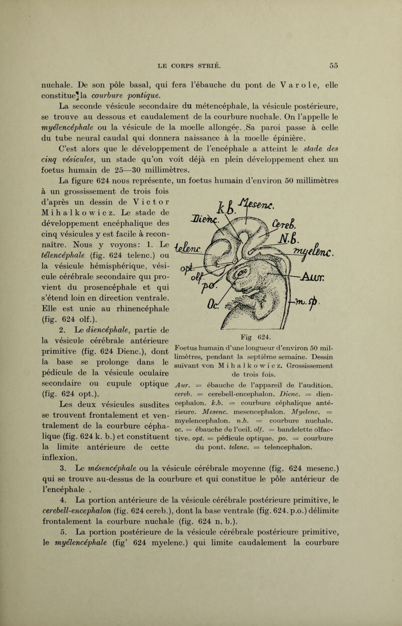 nuchale. De son pôle basal, qui fera l’ébauche du pont de V a r o 1 e, elle constitue'la courbure pontique. La seconde vésicule secondaire du métencéphale, la vésicule postérieure, se trouve au dessous et caudalement de la courbure nuchale. On l’appelle le myélencéphale ou la vésicule de la moelle allongée. .Sa paroi passe à celle du tube neural caudal qui donnera naissance à la moelle épinière. C’est alors que le développement de l’encéphale a atteint le stade des cinq vésicules, un stade qu’on voit déjà en plein développement chez un foetus humain de 25—30 millimètres. La figure 624 nous représente, un foetus humain d’environ 50 millimètres à un grossissement de trois fois d’après un dessin de Victor Mihalkowicz. Le stade de développement encéphalique des cinq vésicules y est facile à recon¬ naître. Nous y voyons: 1. Le télencéphale (fig. 624 telenc.) ou la vésicule hémisphérique, vési¬ cule cérébrale secondaire qui pro¬ vient du prosencéphale et qui s’étend loin en direction ventrale. Elle est unie au rhinencéphale (fig. 624 olf.). 2. Le diencéphale, partie de la vésicule cérébrale antérieure primitive (fig. 624 Dienc.), dont la base se prolonge dans le pédicule de la vésicule oculaire secondaire OU cupule optique Aur. = ébauche de l’appareil de l’audition, (fig. 624 opt.). cereb. = cerebell-encephalon. Dienc. = dien- Les deux vésicules susdites cephalon. h.b. = courbure céphalique anté- se trouvent frontalement et ven- rieure' Mesenc' “esencephalon. Myelenc. = , , myelencephalon. n.b. = courbure nuchale. tellement de la courbure cepha- oc. = ébauche de l’oeil, olf. = bandelette olfac- lique (fig. 624 k. b.) et constituent tive. opt. — pédicule optique, po. = courbure la limite antérieure de cette du pont, telenc. = telencephalon. inflexion. 3. Le mésencéphale ou la vésicule cérébrale moyenne (fig. 624 mesenc.) qui se trouve au-dessus de la courbure et qui constitue le pôle antérieur de l’encéphale . 4. La portion antérieure de la vésicule cérébrale postérieure primitive, le cerebell-encephalon (fig. 624 cereb.), dont la base ventrale (fig. 624. p.o.) délimite frontalement la courbure nuchale (fig. 624 n. b.). 5. La portion postérieure de la vésicule cérébrale postérieure primitive, le myélencéphale (fig’ 624 myelenc.) qui limite caudalement la courbure Foetus humain d’une longueur d’environ 50 mil¬ limètres, pendant la. septième semaine. Dessin suivant von Mihalkowicz. Grossissement de trois fois.