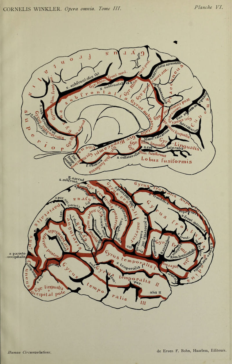 * Human Circumvolutions.