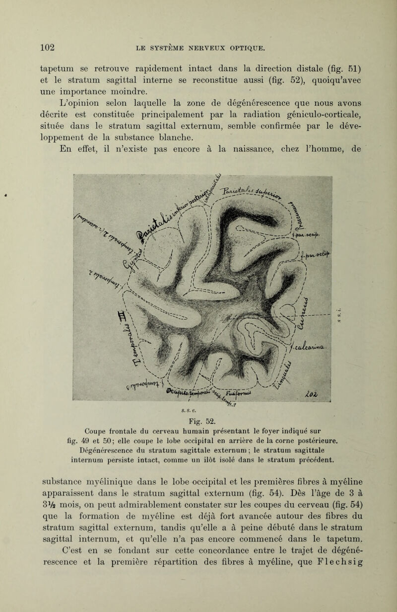 tapétum se retrouve rapidement intact dans la direction distale (fig. 51) et le stratum sagittal interne se reconstitue aussi (fig. 52), quoiqu’avec une importance moindre. L’opinion selon laquelle la zone de dégénérescence que nous avons décrite est constituée principalement par la radiation géniculo-corticale, située dans le stratum sagittal externum, semble confirmée par le déve¬ loppement de la substance blanche. En effet, il n’existe pas encore à la naissance, chez l’homme, de s. s. e. Fig. 52. Coupe frontale du cerveau humain présentant le foyer indiqué sur fig. 49 et 50; elle coupe le lobe occipital en arrière de la corne postérieure. Dégénérescence du stratum sagittale externum ; le stratum sagittale internum persiste intact, comme un ilôt isolé dans le stratum précédent. substance myélinique dans le lobe occipital et les premières fibres à myéline apparaissent dans le stratum sagittal externum (fig. 54). Dès l’âge de 3 à 3 Va mois, on peut admirablement constater sur les coupes du cerveau (fig. 54) que la formation de myéline est déjà fort avancée autour des fibres du stratum sagittal externum, tandis qu’elle a à peine débuté dans le stratum sagittal internum, et qu’elle n’a pas encore commencé dans le tapétum. C’est en se fondant sur cette concordance entre le trajet de dégéné¬ rescence et la première répartition des fibres à myéline, que Flechsig