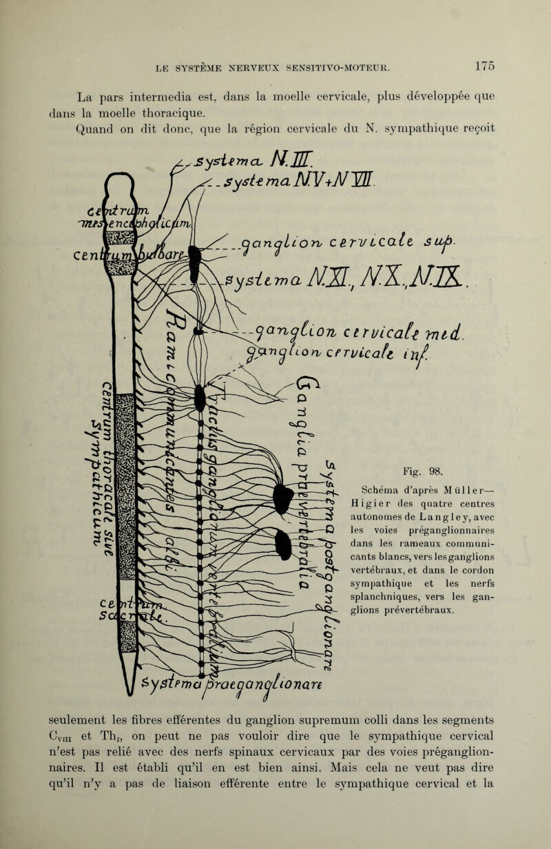 La pars intermedia est, dans la moelle cervicale, plus développée que dans la moelle thoracique. Quand on dit donc, que la région cervicale du N. sympathique reçoit c en 3 ysi-emeu N. JTT Sysi-e m a MV+71/ ET -CjCinCjlLOrv CBTV LColt SLLp. Sysii 777a A/.XI., . ^-(^ariyCiori ceri/Lcafa nui. ncjUon crruicaU Fig. 98. Schéma d’après Müll er— Higier des quatre centres autonomes de Langley, avec les voies préganglionnaires dans les rameaux communi¬ cants blancs, vers lesganglions vertébraux, et dans le cordon sympathique et les nerfs splanchniques, vers les gan¬ glions prévertébraux. ^^rnaprotyan^lionare seulement les fibres efférentes du ganglion supremum colli dans les segments CV1II et Thj, on peut ne pas vouloir dire que le sympathique cervical n’est pas relié avec des nerfs spinaux cervicaux par des voies préganglion¬ naires. Il est établi qu’il en est bien ainsi. Mais cela ne veut pas dire qu’il n’y a pas de liaison efférente entre le sympathique cervical et la